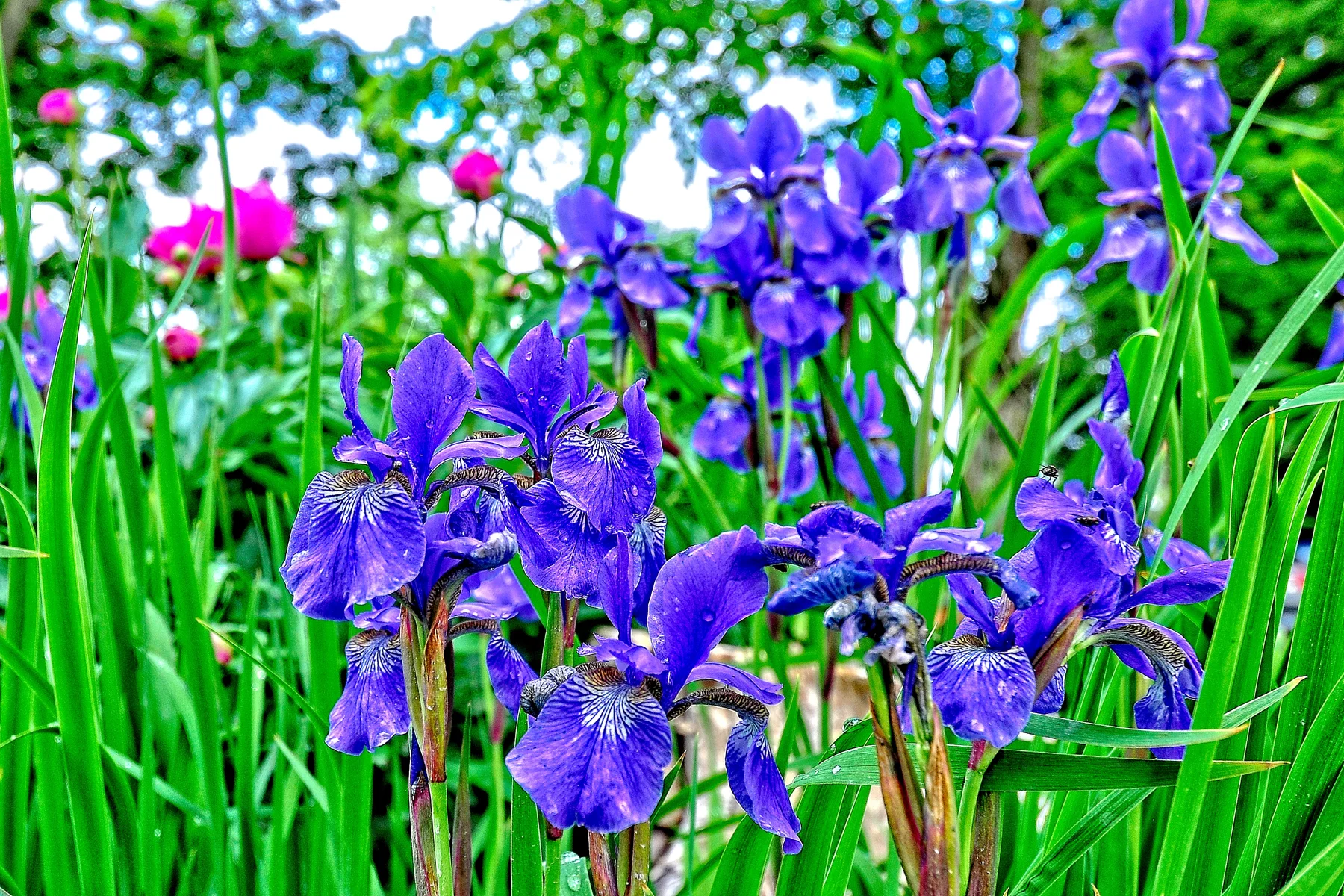 Barries Farm  Gate Iris  _DSC1003Resize.jpg