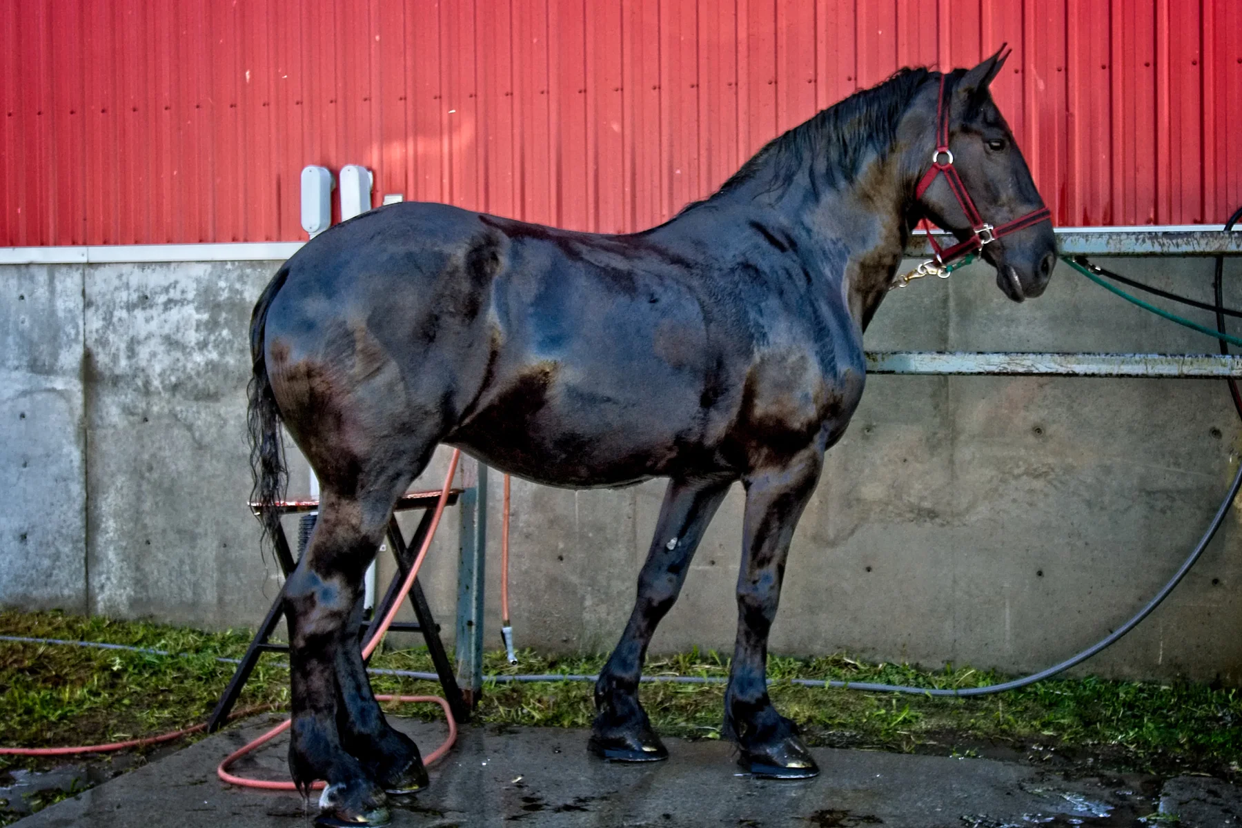 Carson Horse Sale June 2018 2     _DSC1127Resize.jpg