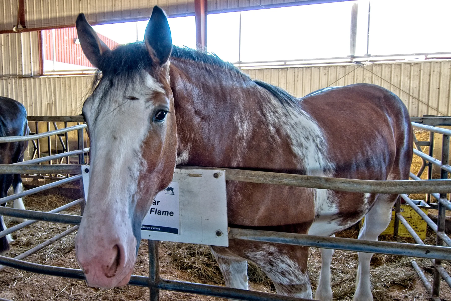 Carson Horse Sale June 2018 17        _DSC1160Resize.jpg