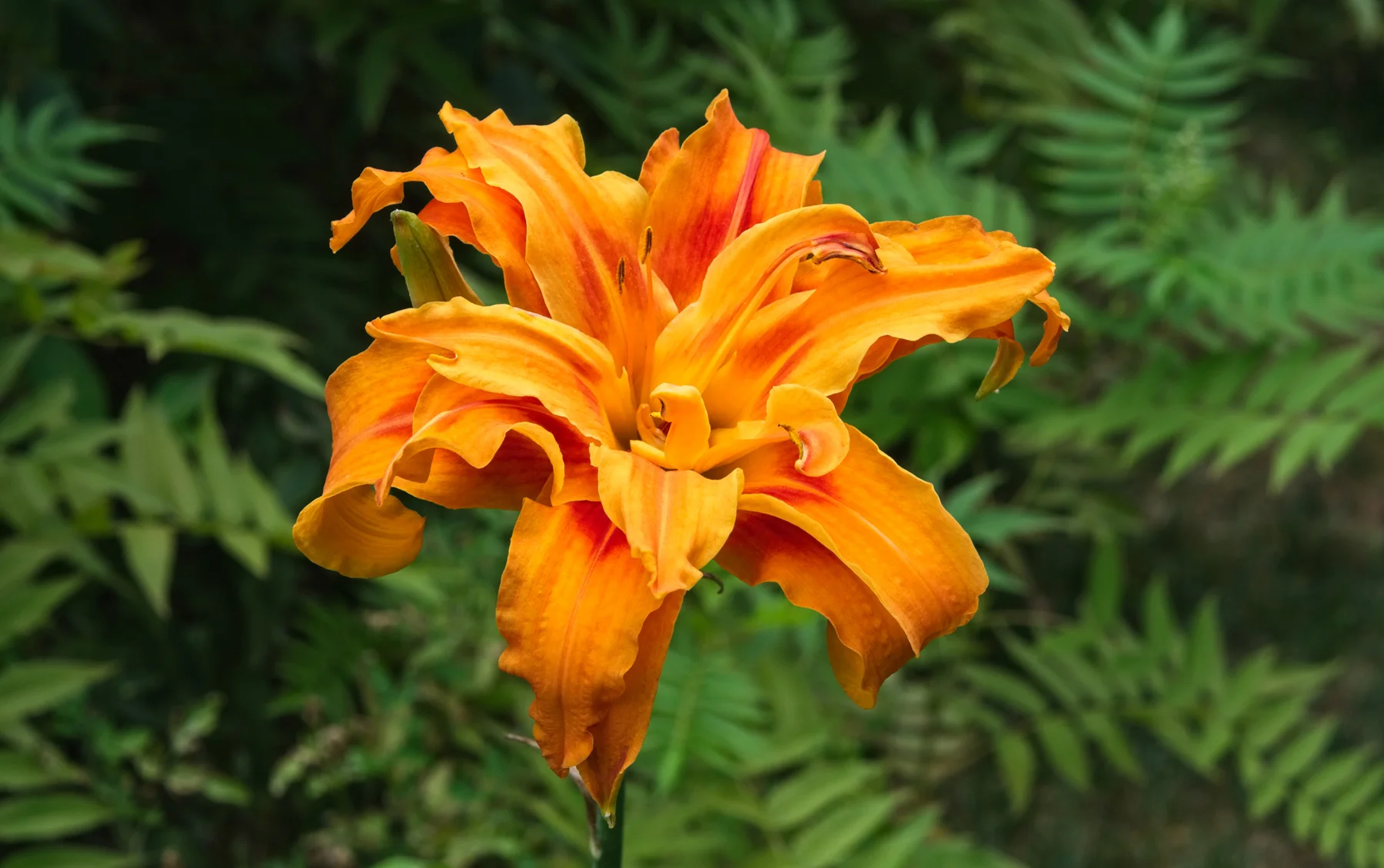 Day Lily 1 _DSC1205Resize.jpg