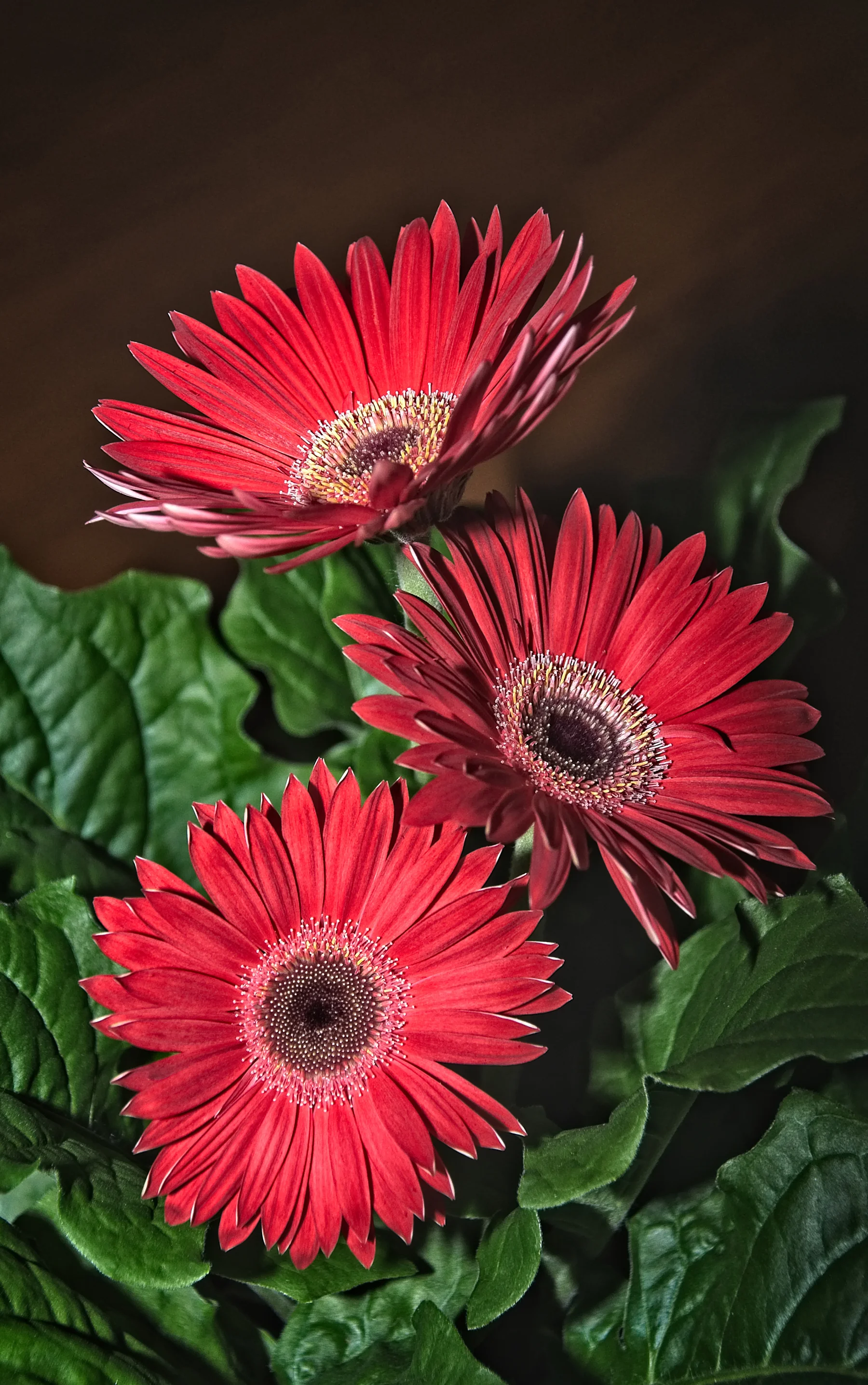 Gerbera  _DSC1182Resize.jpg