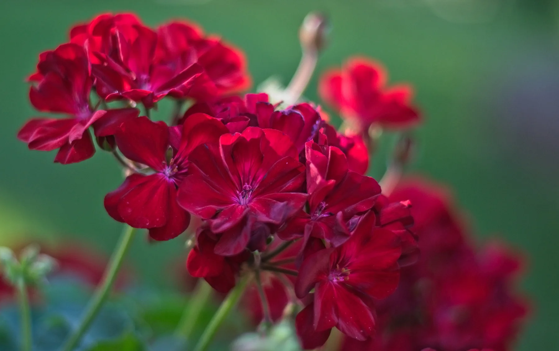Geranium  2 _DSC1338Resize.jpg