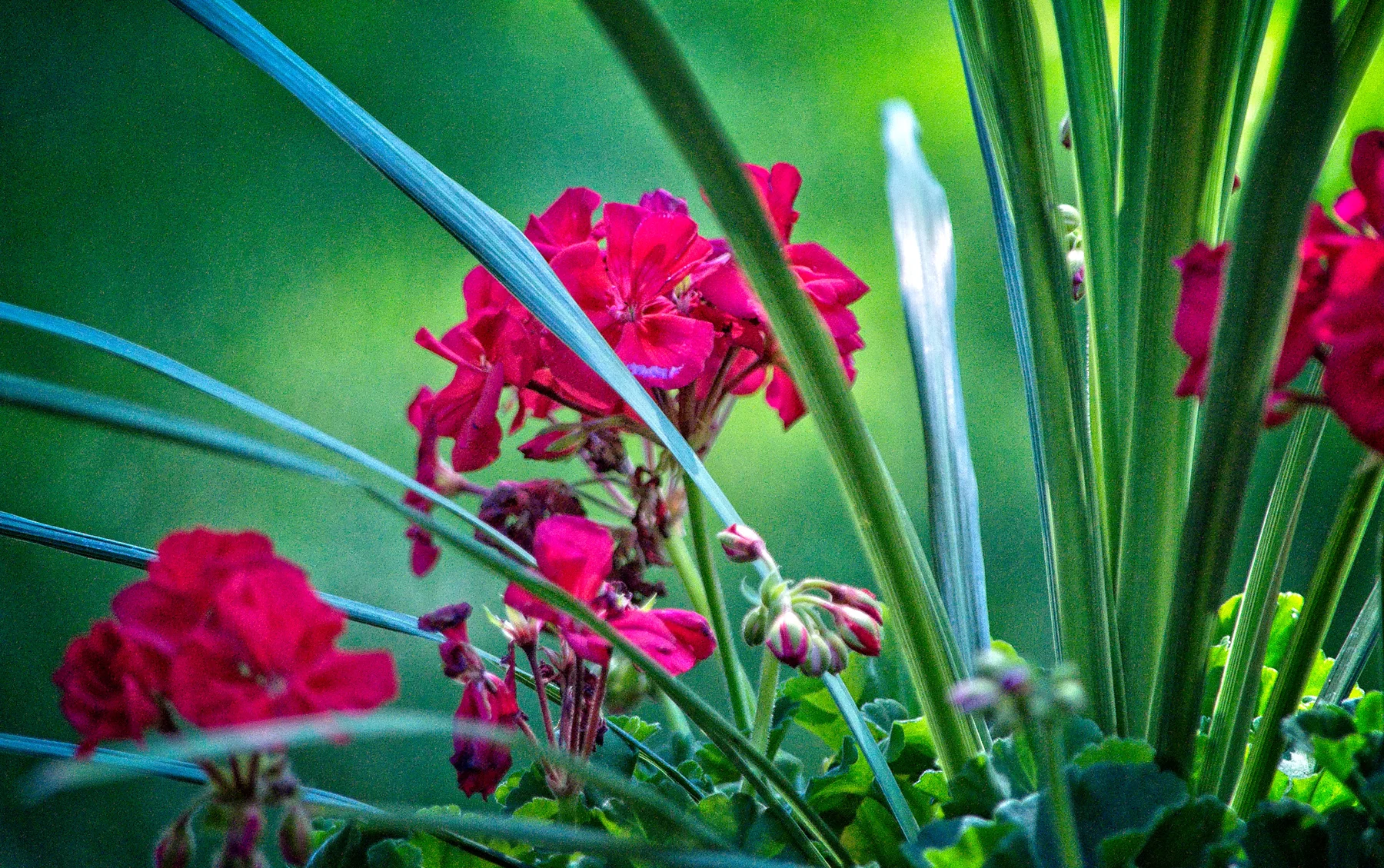 Geranium Pot on Deck 4 _DSC1322Resize.jpg