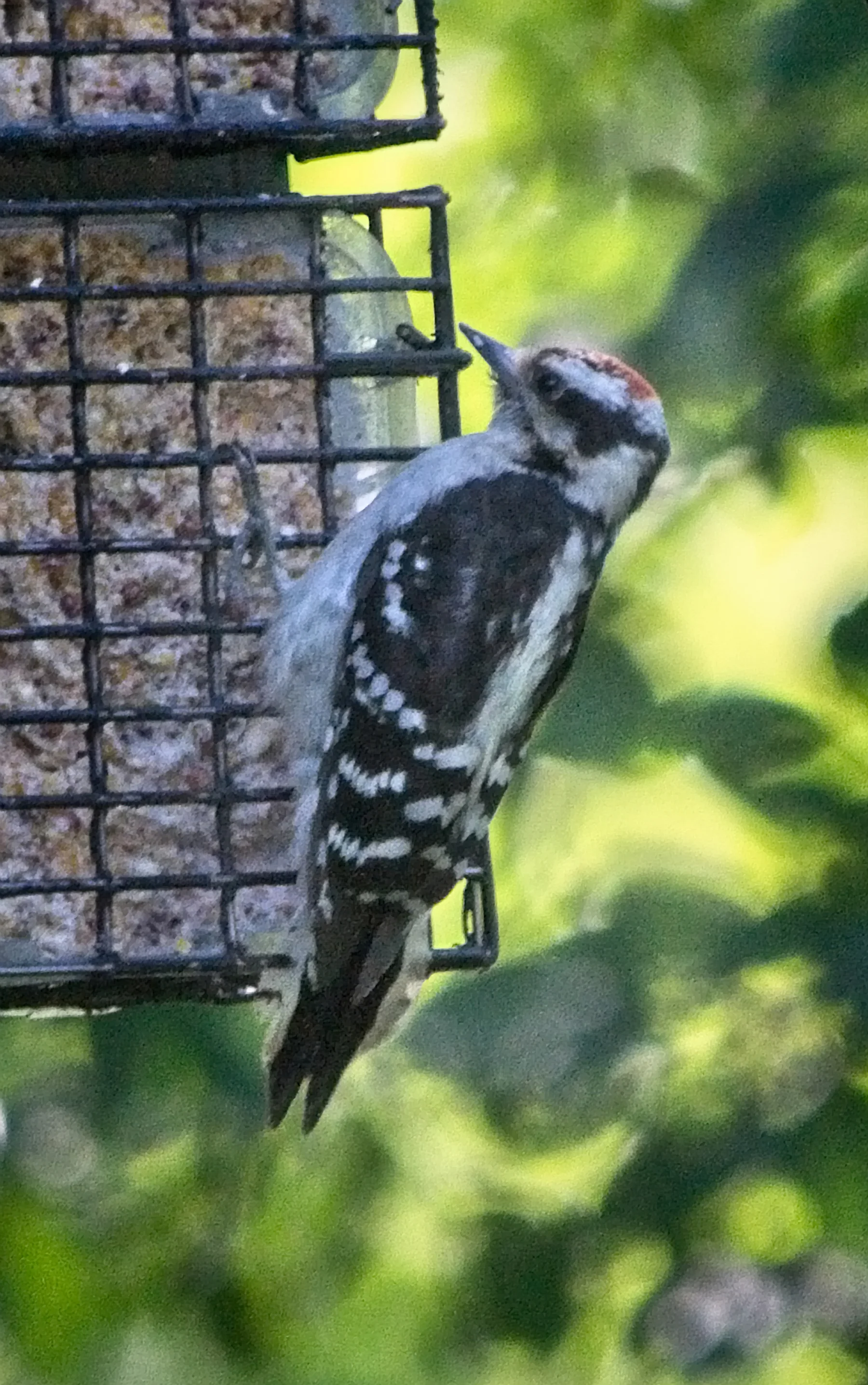 Woodpecker _DSC1281Resize.jpg