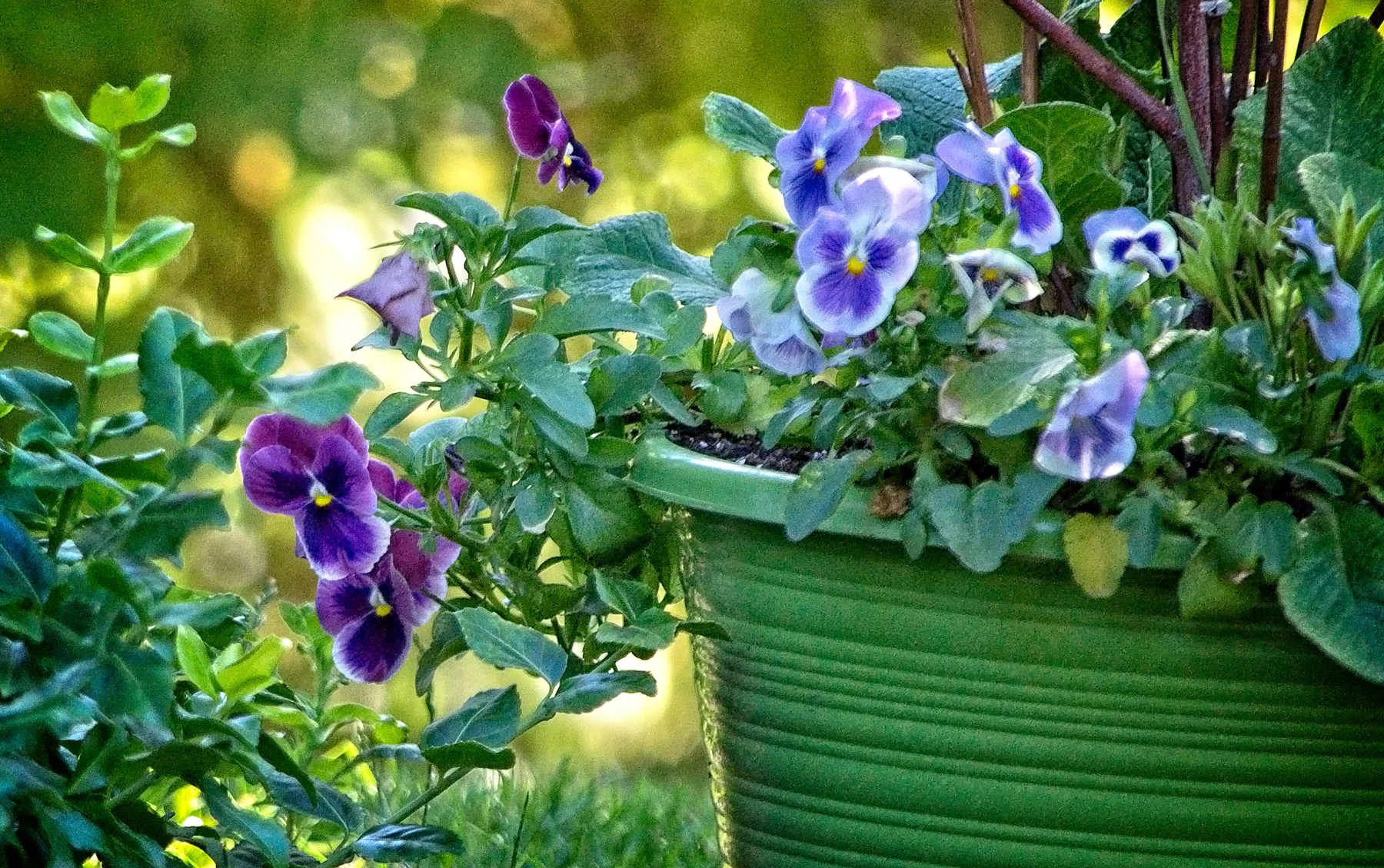 Pansy  Pot 2 under tree _DSC1268Resize.jpg