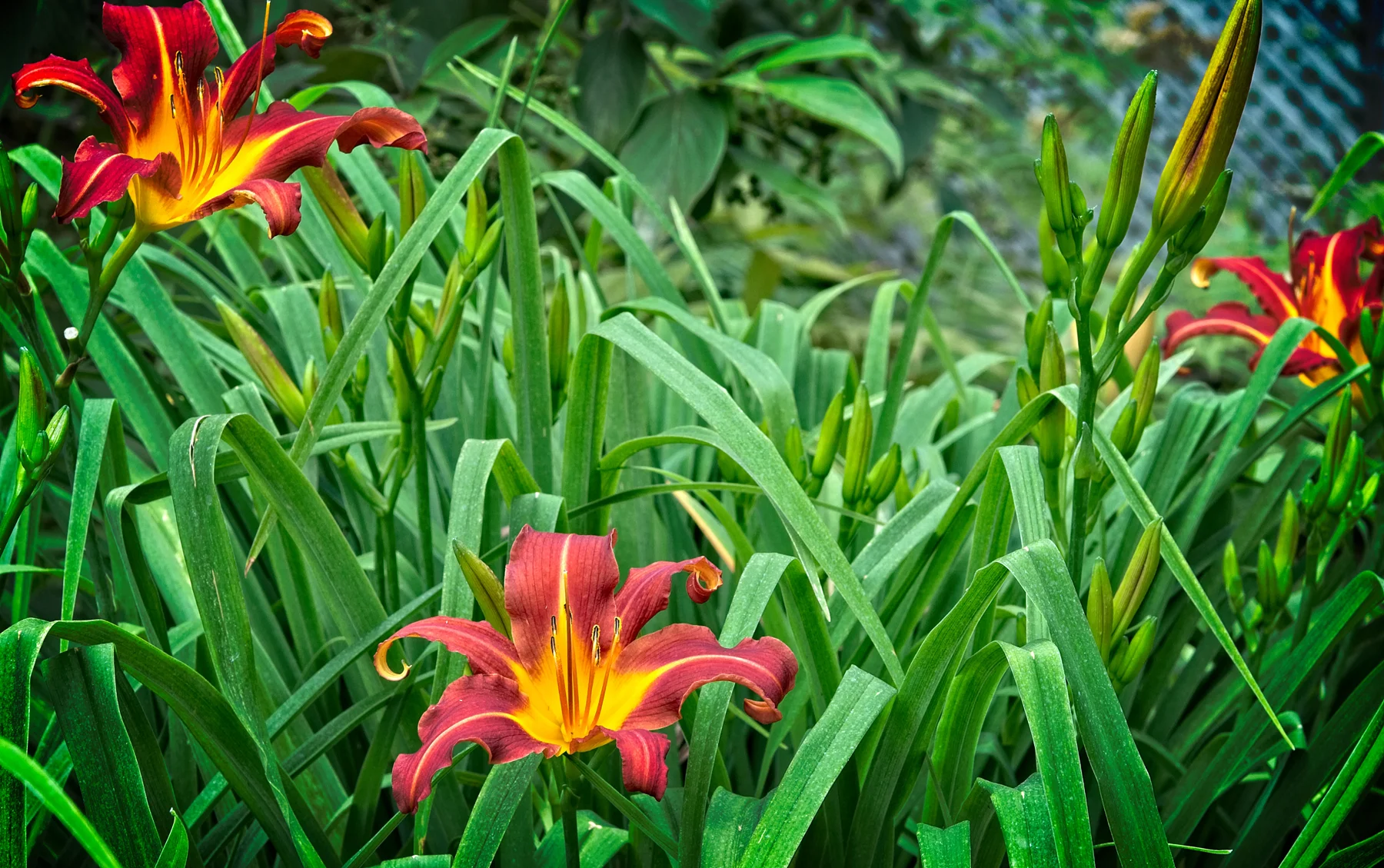 Lillies at home 1 _DSC1343Resize.jpg