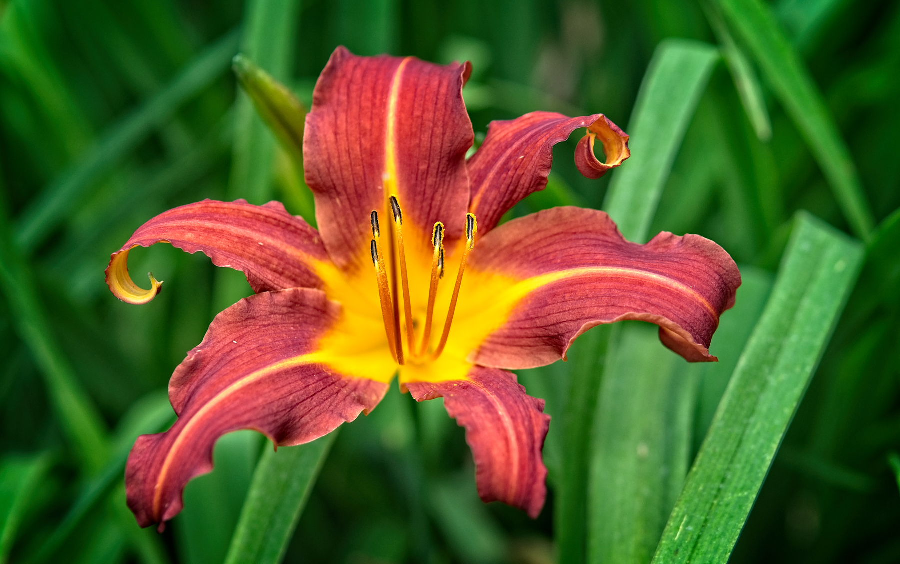 Lillies at home 2 _DSC1340Resize.jpg