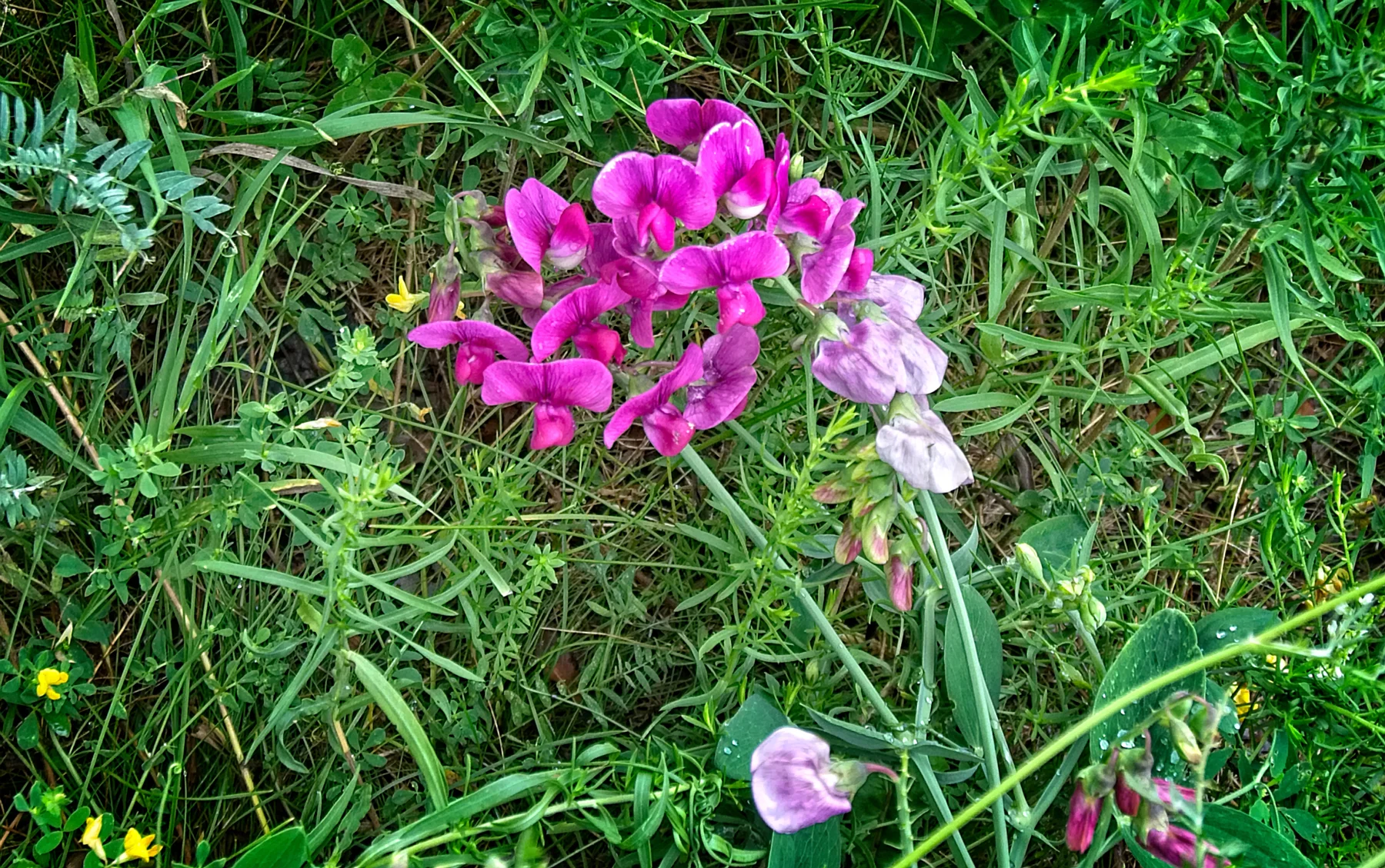 Huron Natural Area  6 _DSC1332Resize.jpg