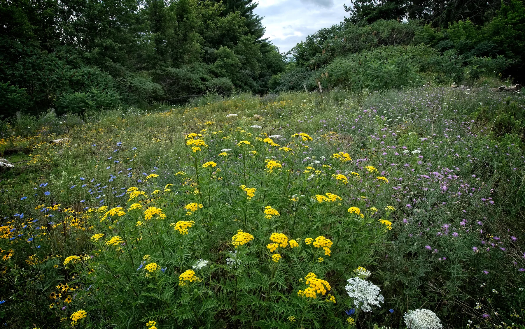 Huron Natural Area  3  _DSC1327Resize.jpg