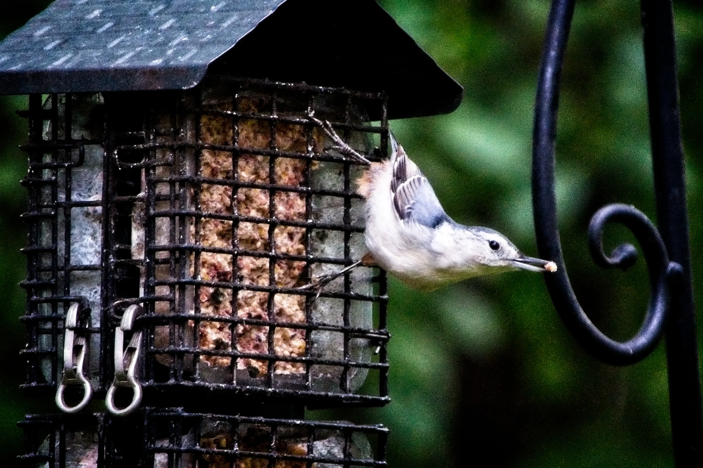 Fall Nuthatch    _DSC0227.jpg