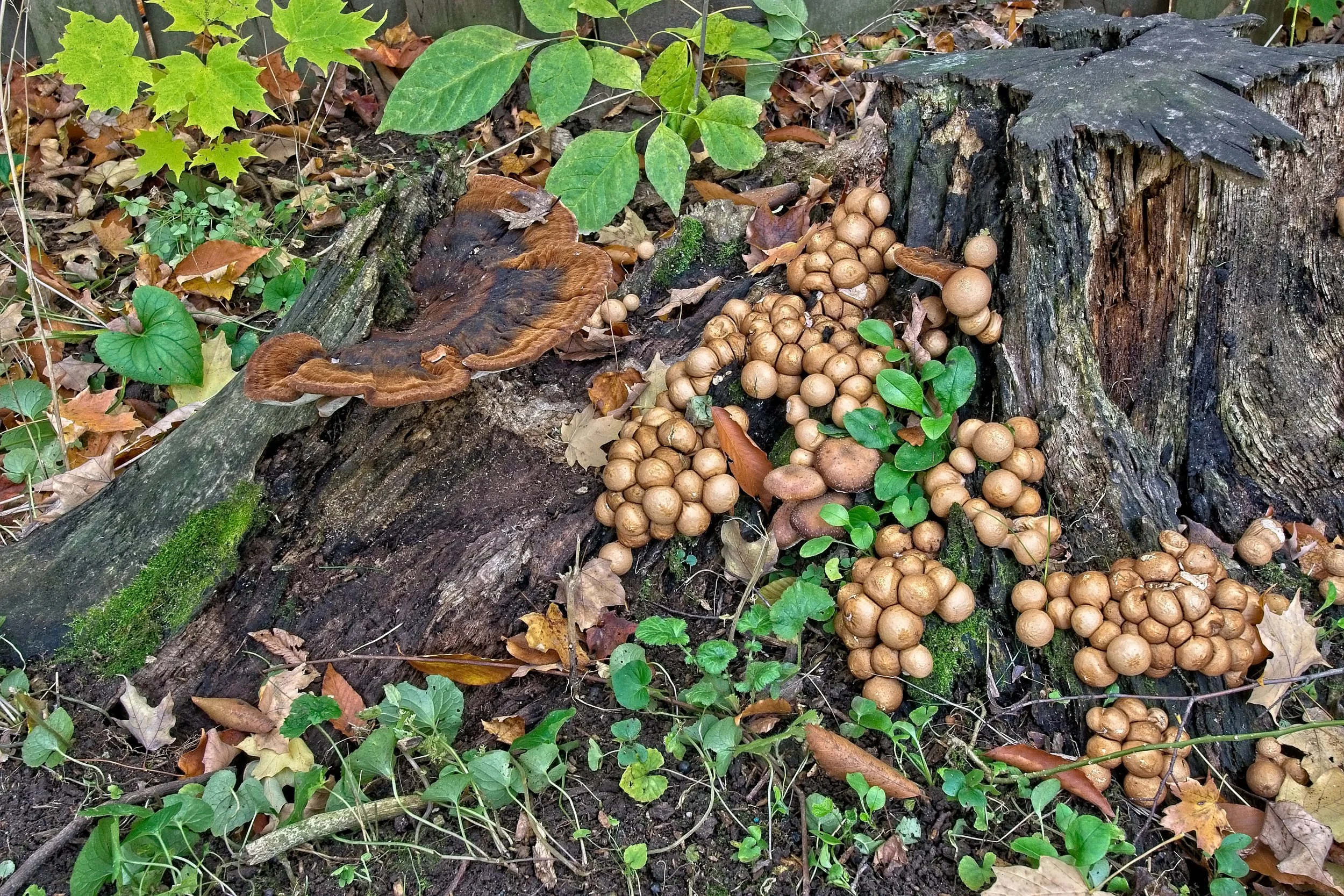 Mushroom Bounty  1    _DSC0371.jpg