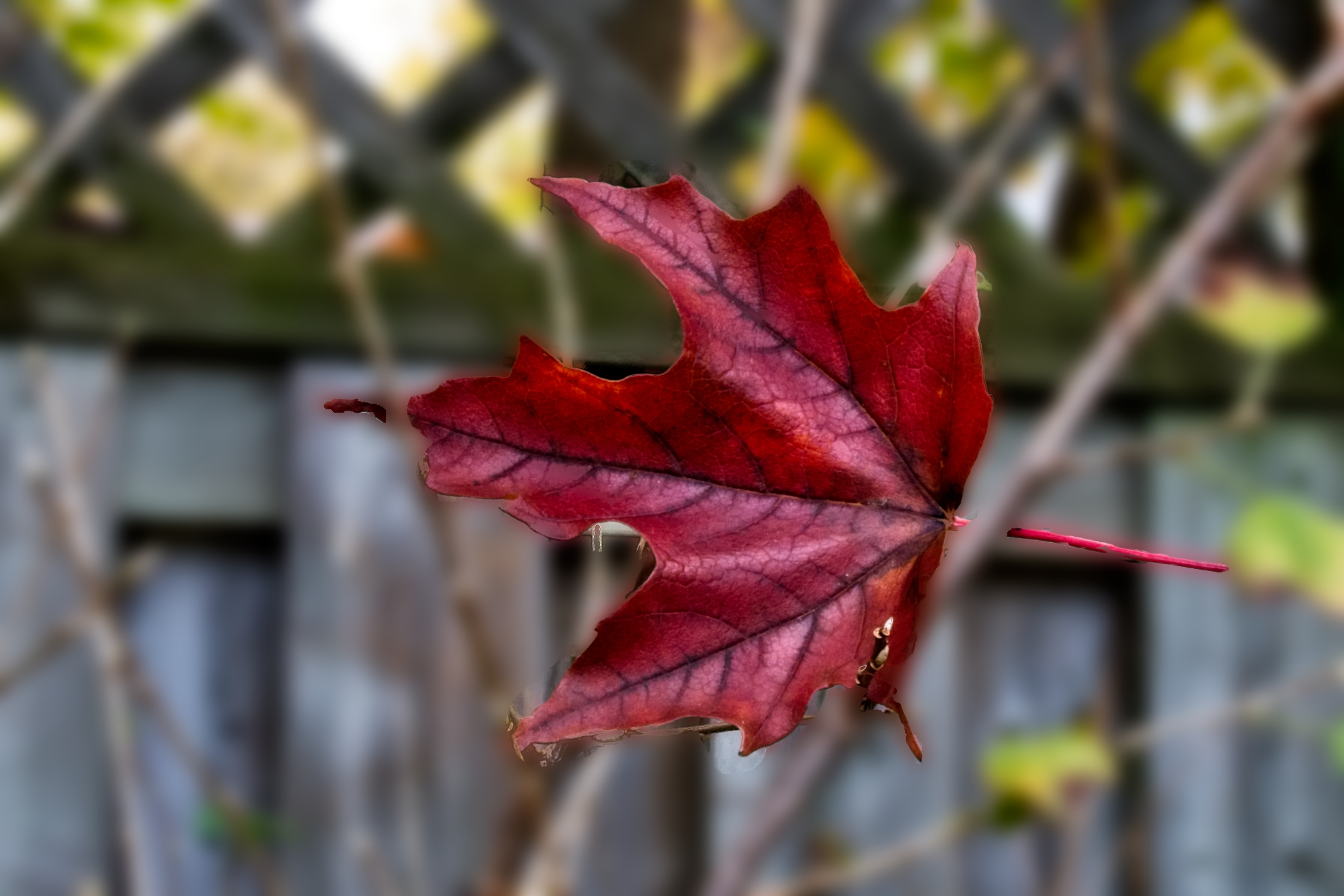 Maple Leaf Falling  2    _DSC0378.jpg