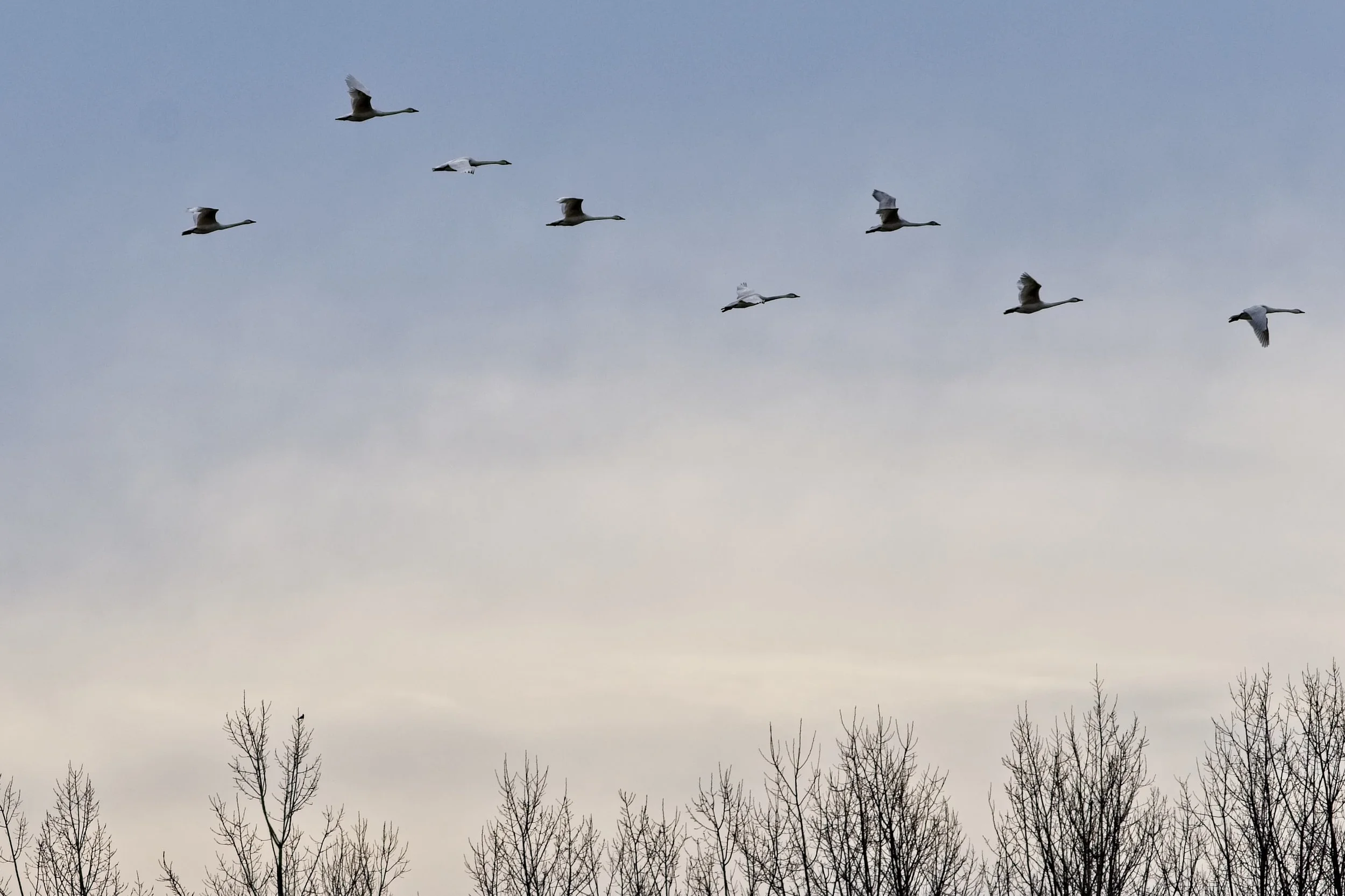 Tundra Swans 3    _DSC1557.jpg