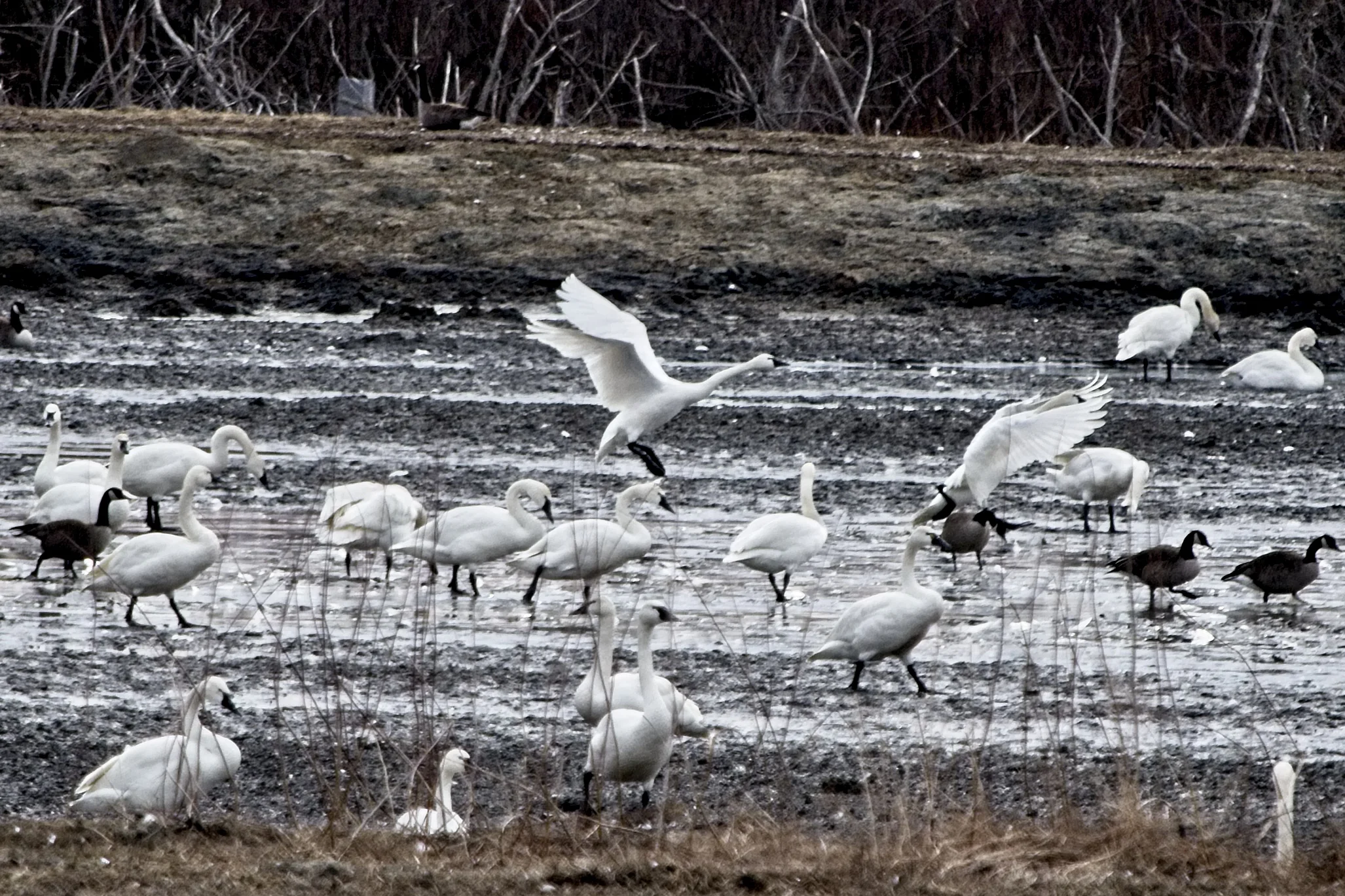 Tundra Swans 5     _DSC1584.jpg
