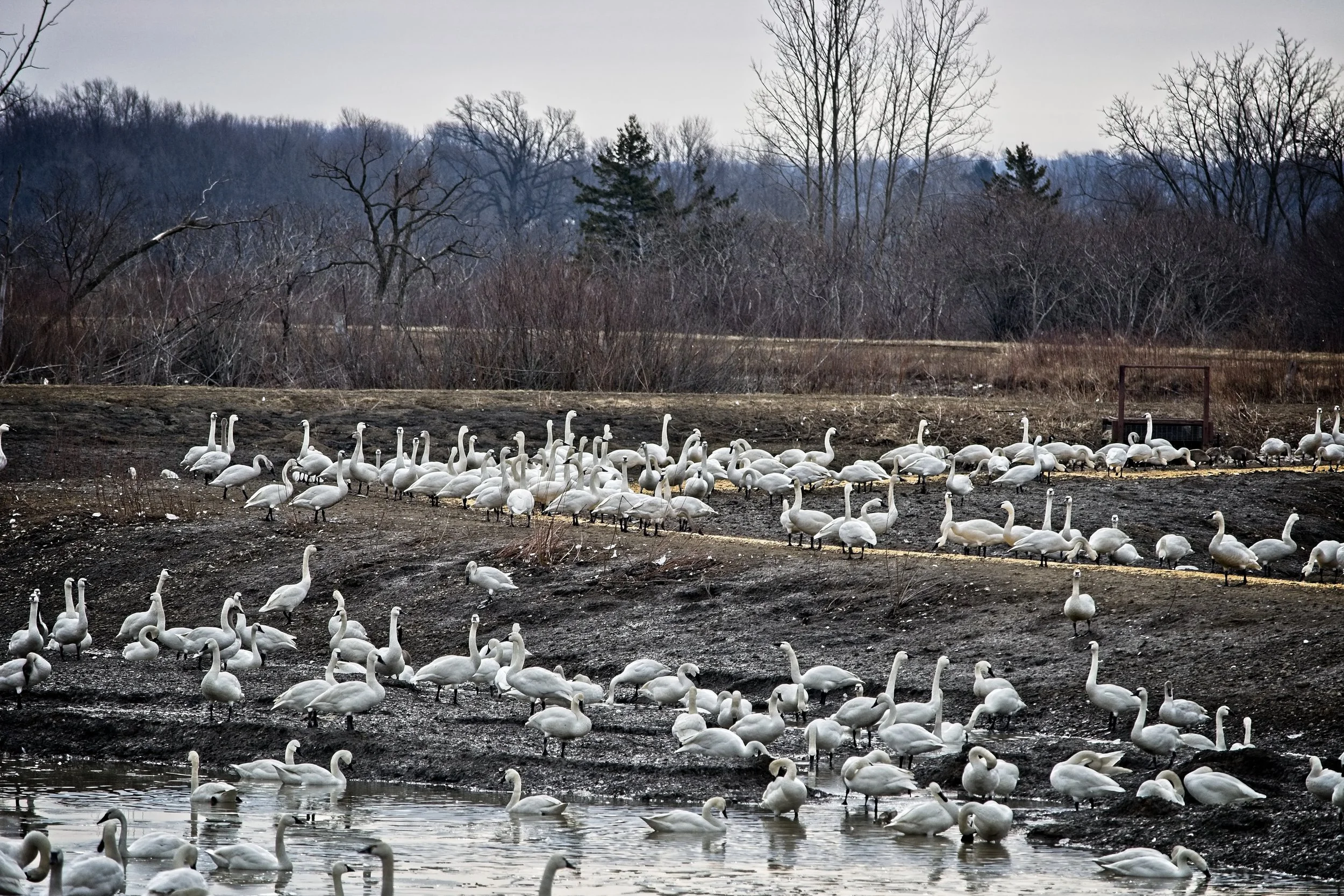Tundra Swans 4     _DSC1587.jpg