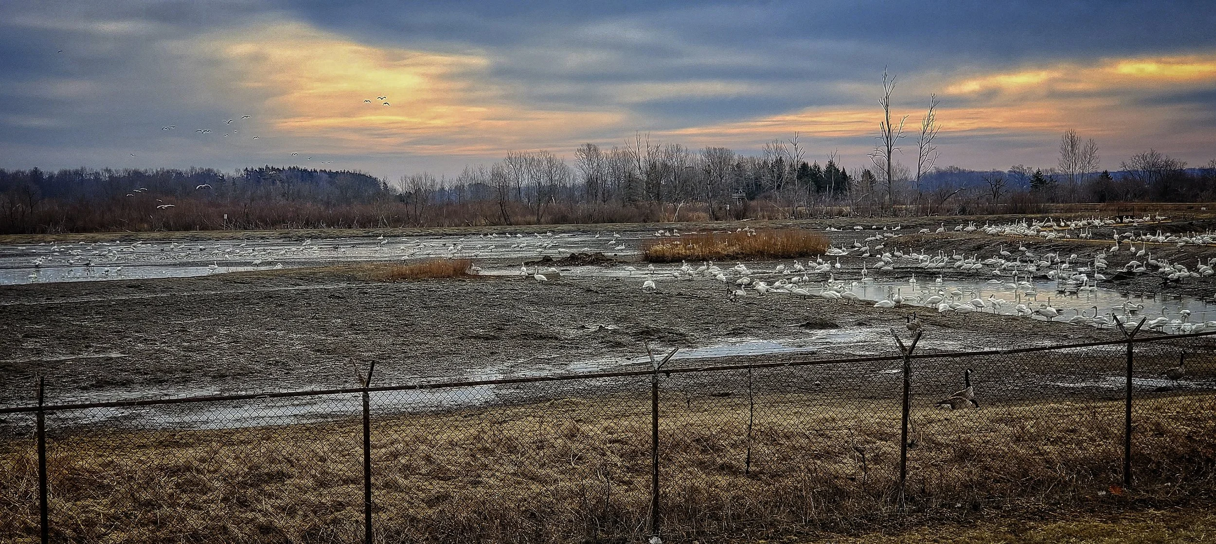 Tundra Swans 6     20190324_101943.jpg