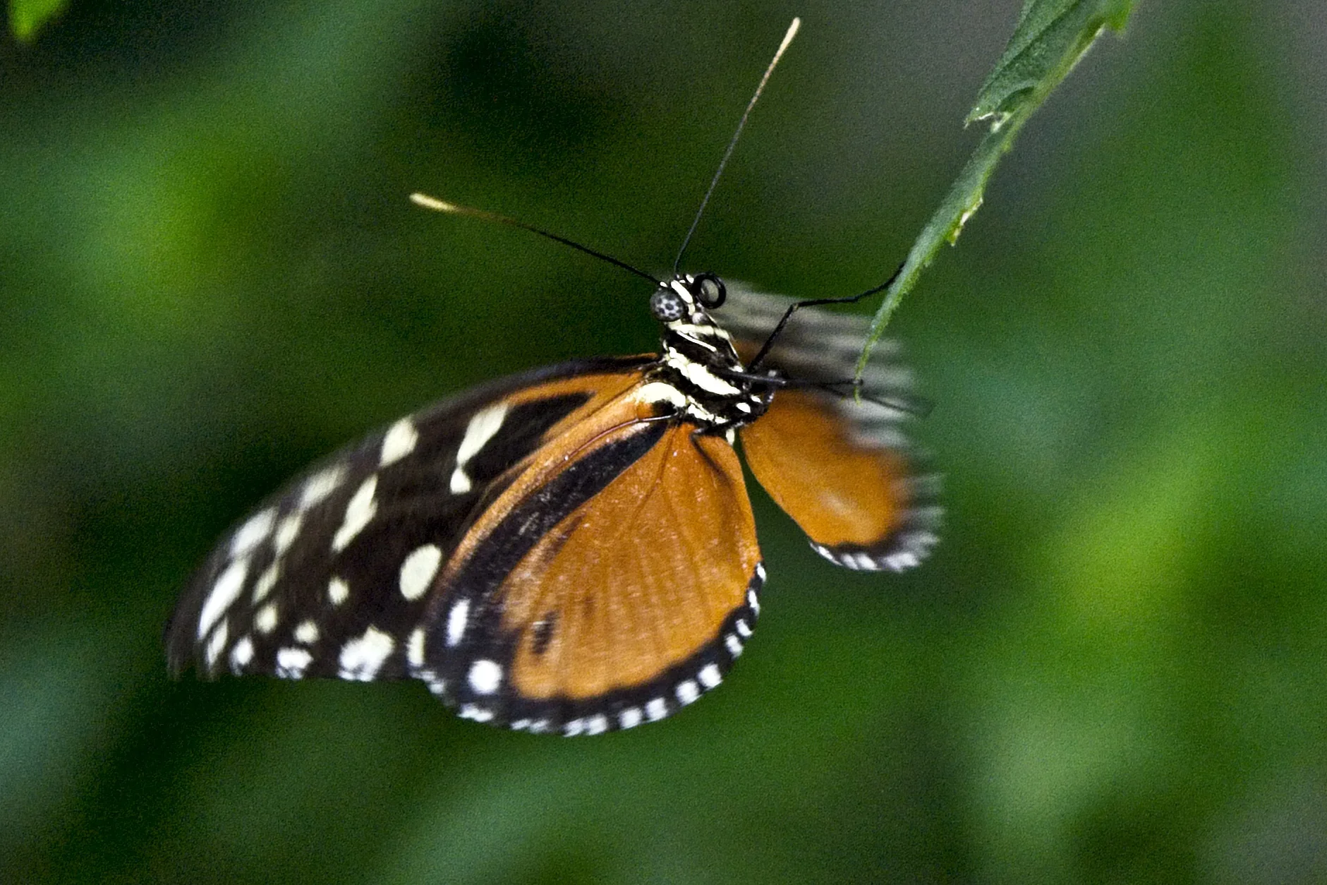 BF Conserv 9   _DSC1532.jpg