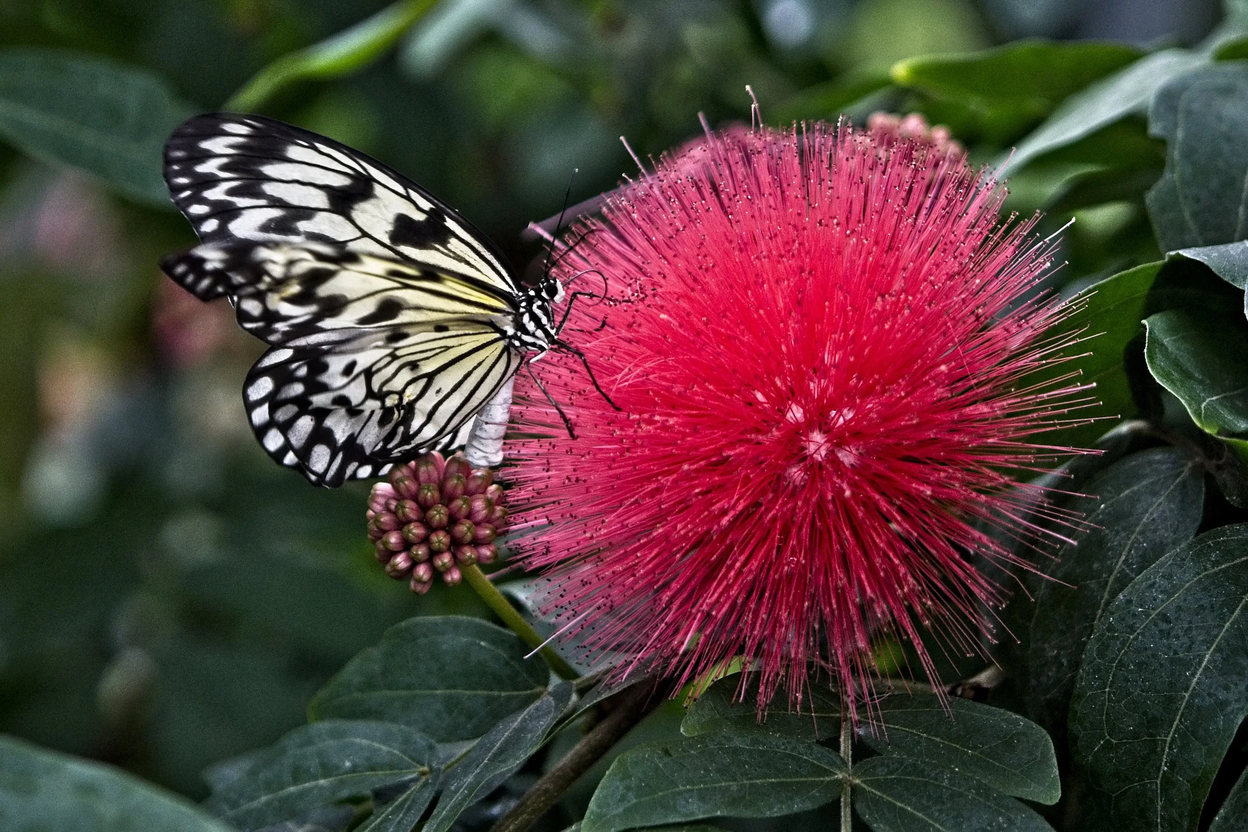 BF Conserv 3     _DSC1509.jpg