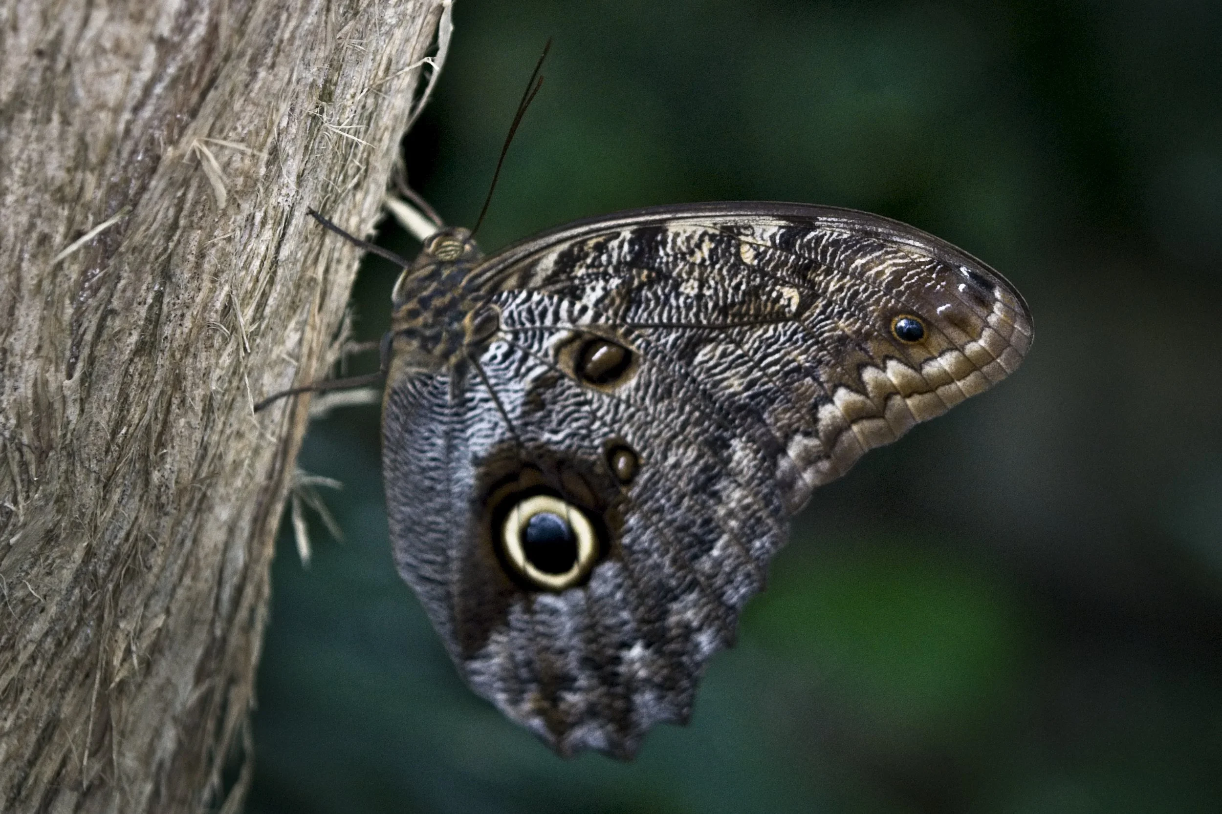 BF Conserv 10    _DSC1531.jpg