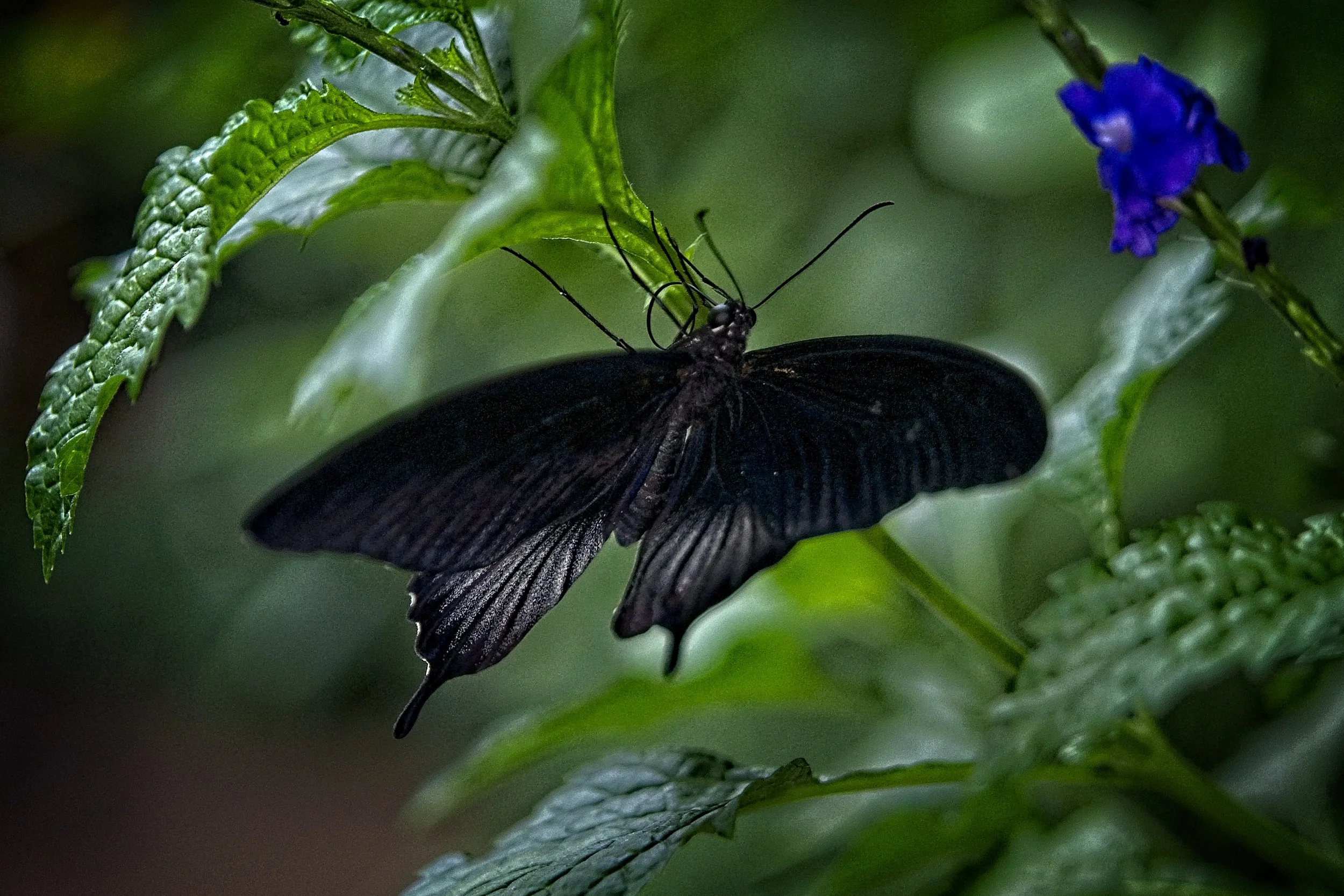 BF Conserv 15      _DSC1522.jpg