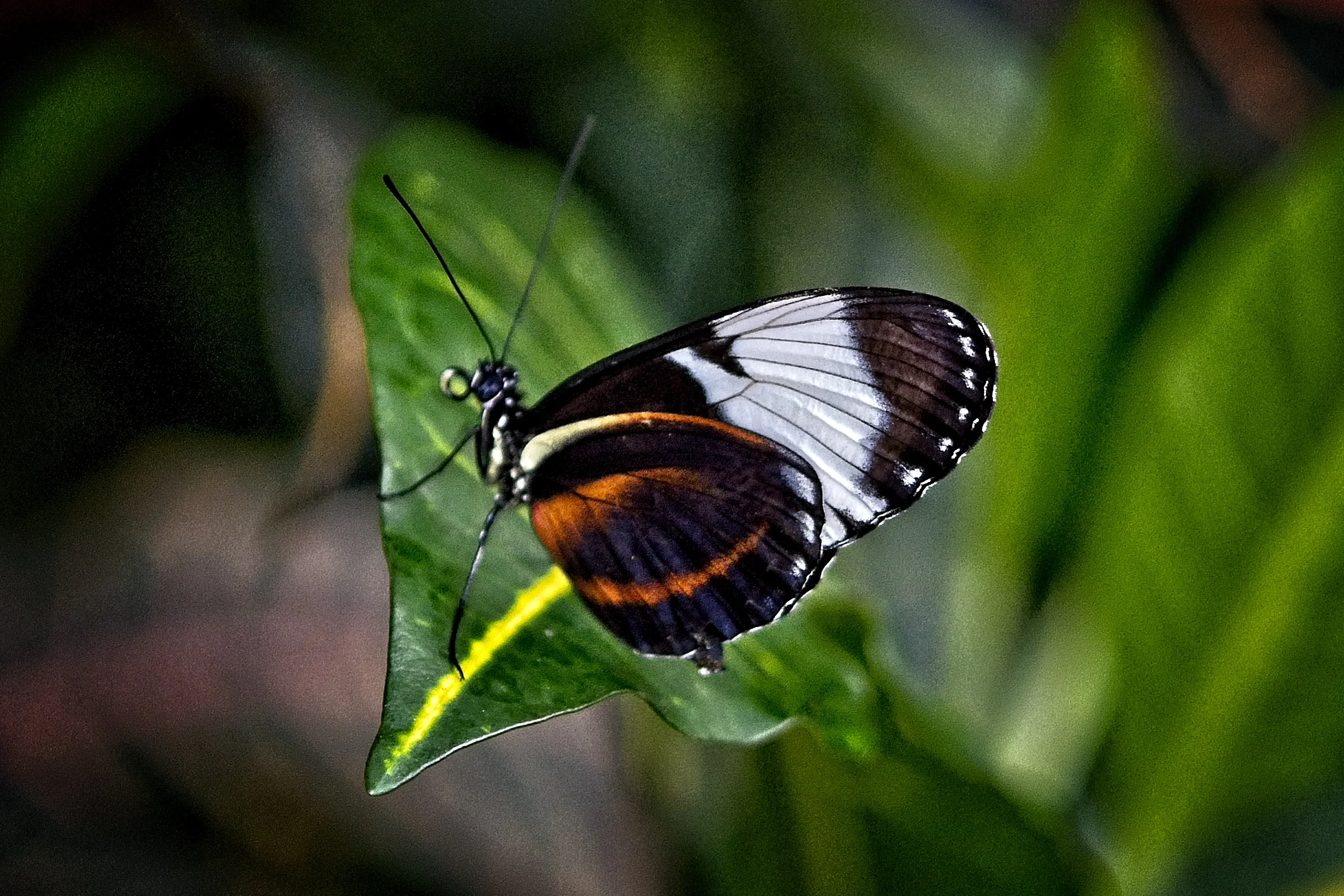 BF Conserv 17    _DSC1518.jpg