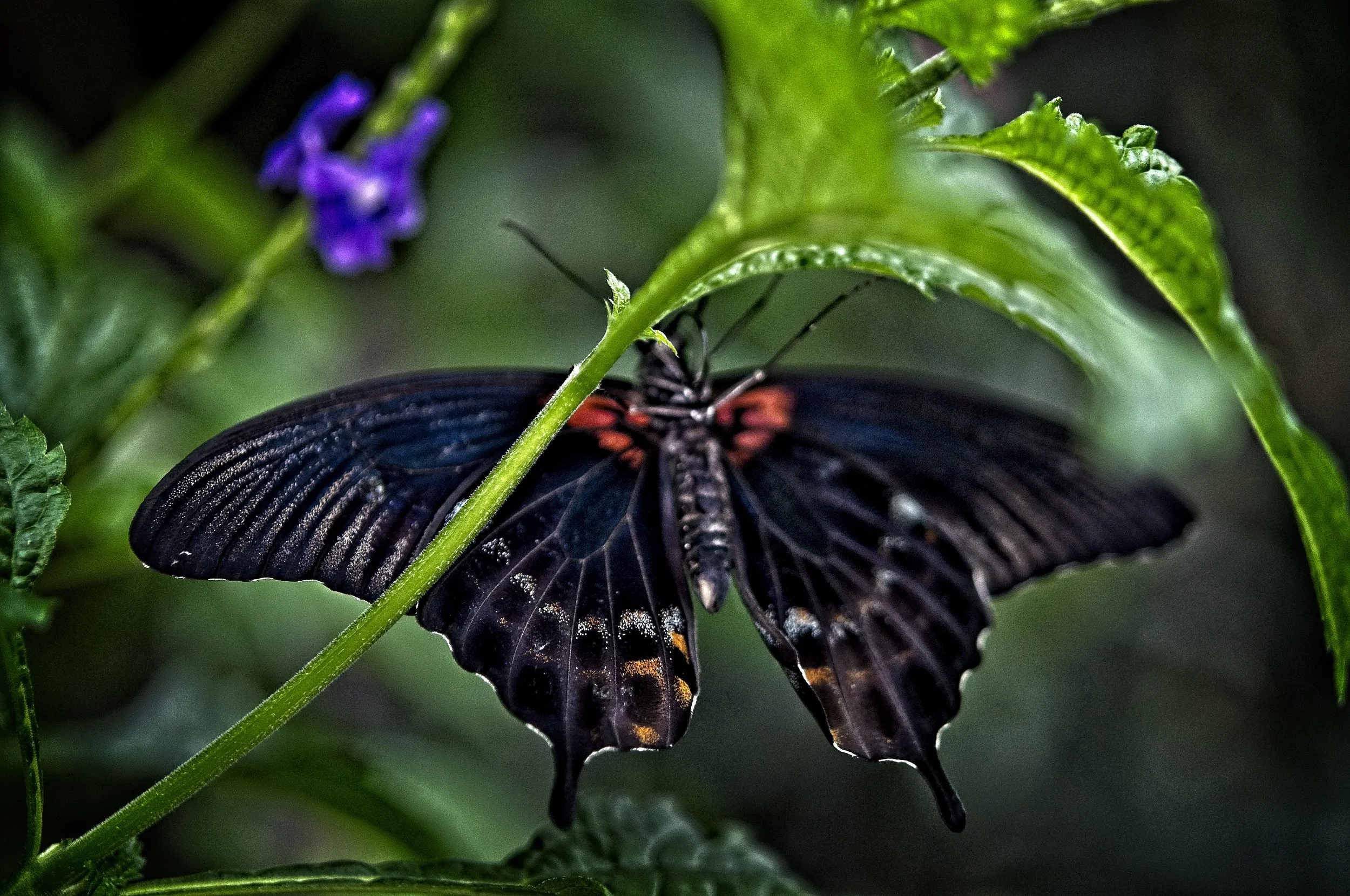 BF Conserv 16    _DSC1520.jpg