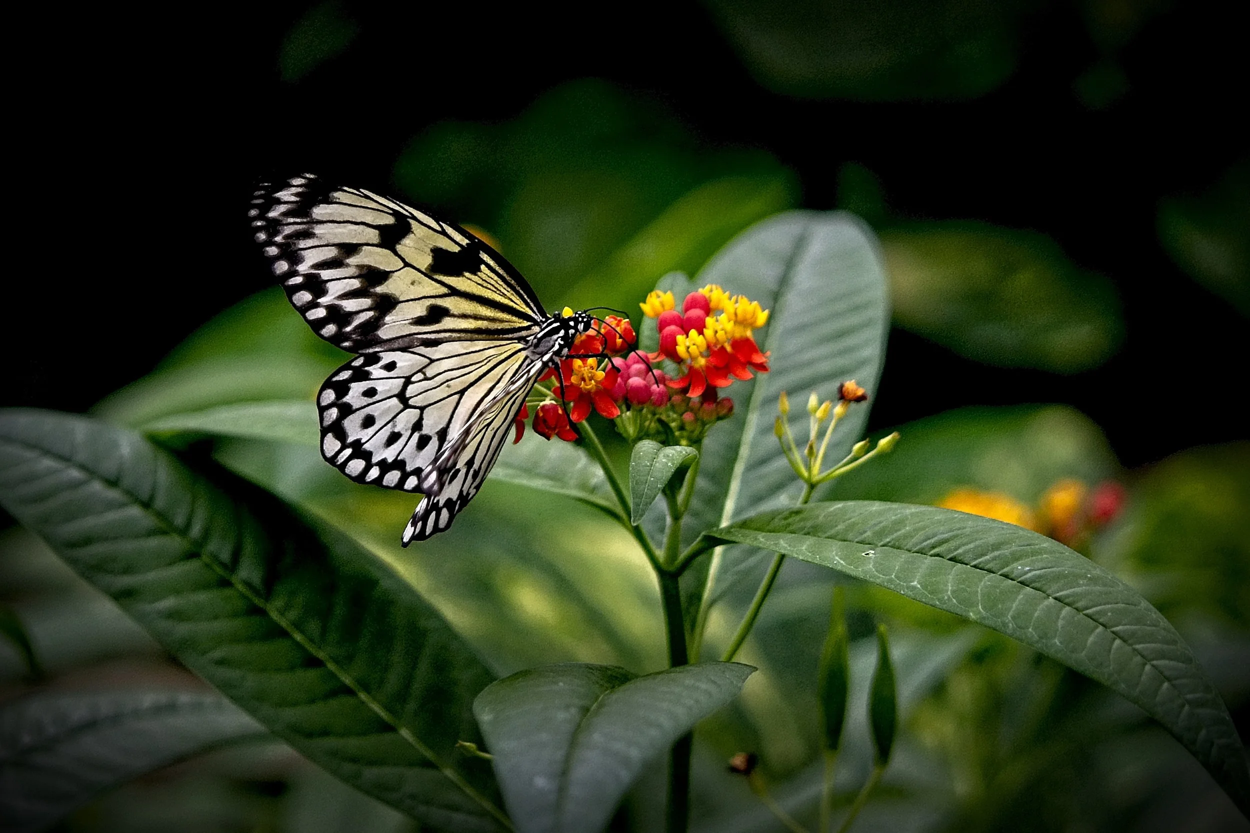 BF Conserv 19    _DSC1503.jpg