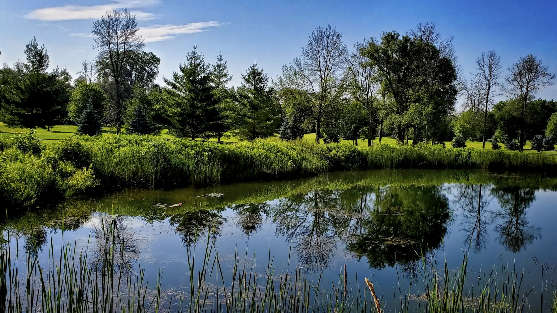 Riveredge No 5 pond    20190704_091157 copy.jpg