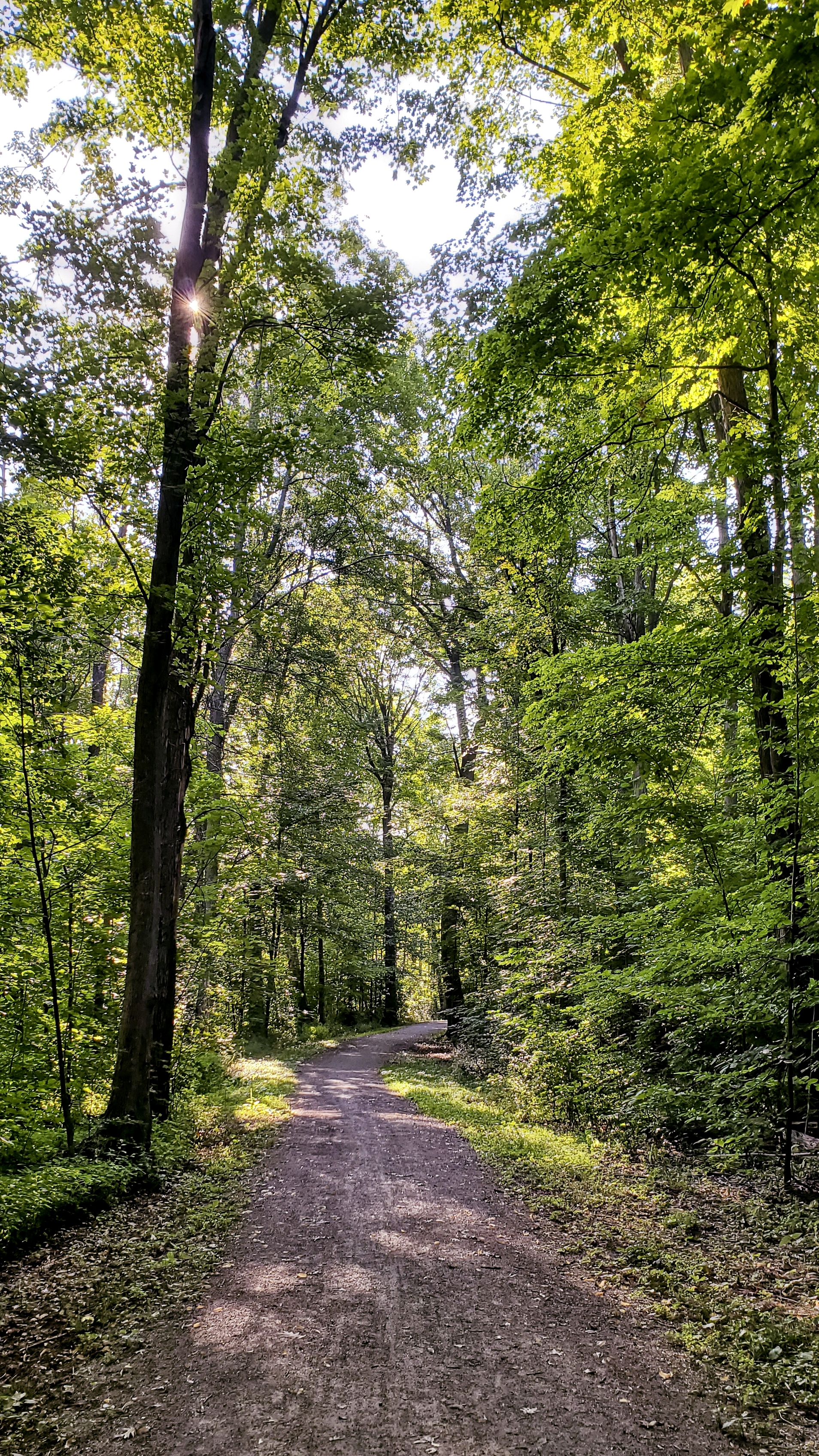 Shue Bush Walk 3  20190813_090209.jpg