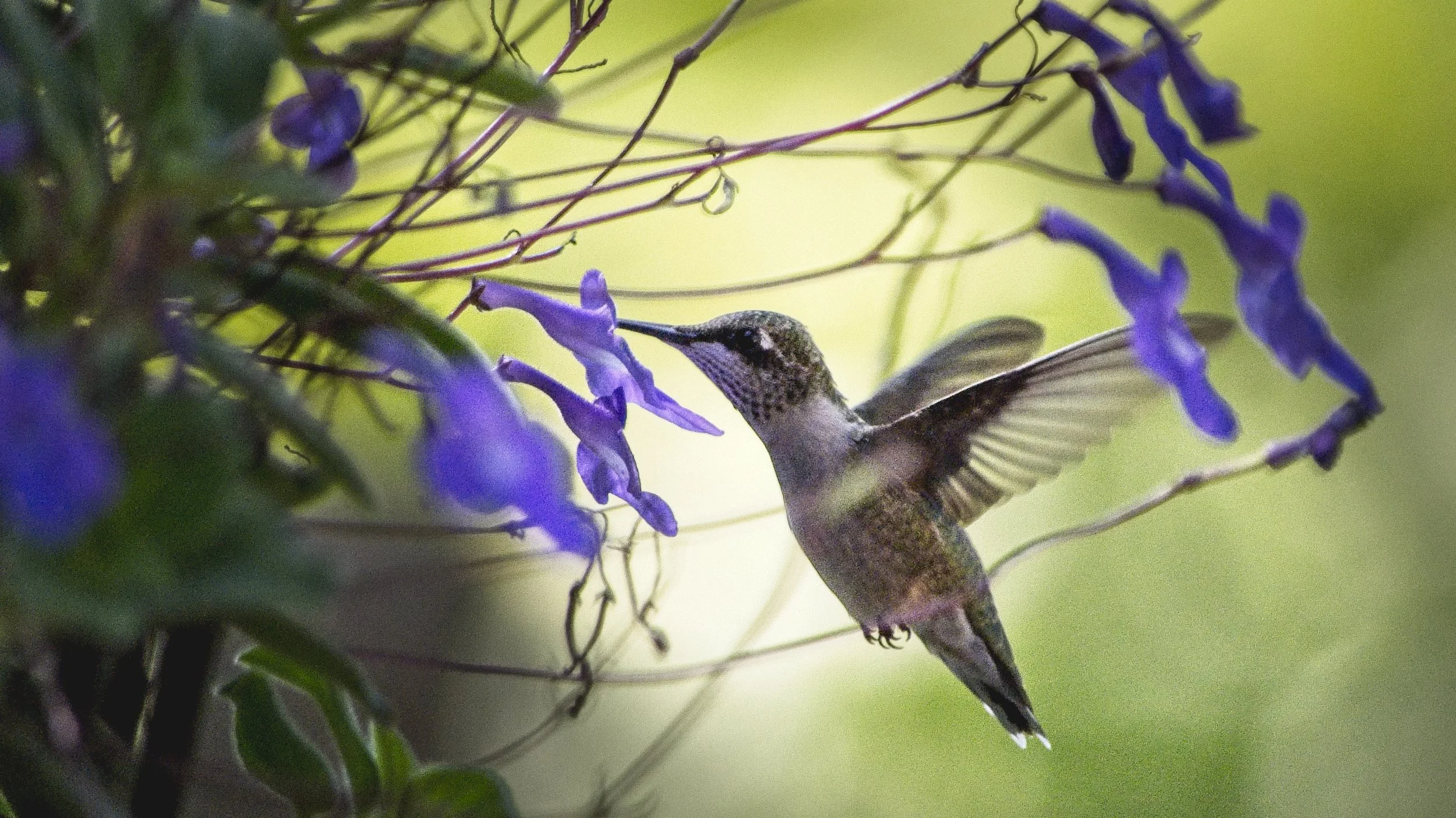 Humming Bird 2  _DSC3157.jpg