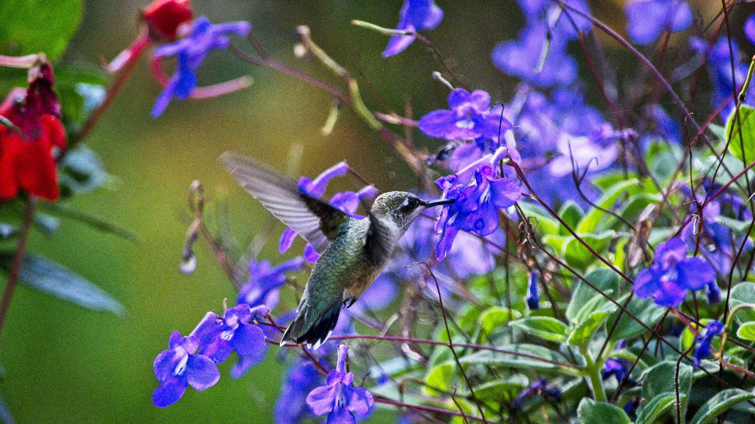 Humming Bird 1  _DSC3147.jpg