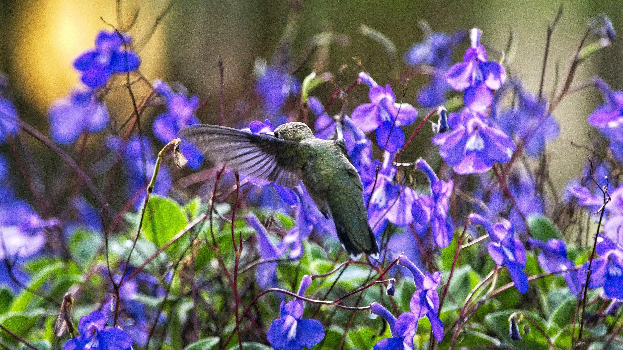 Humming Bird 3 _DSC3132.jpg