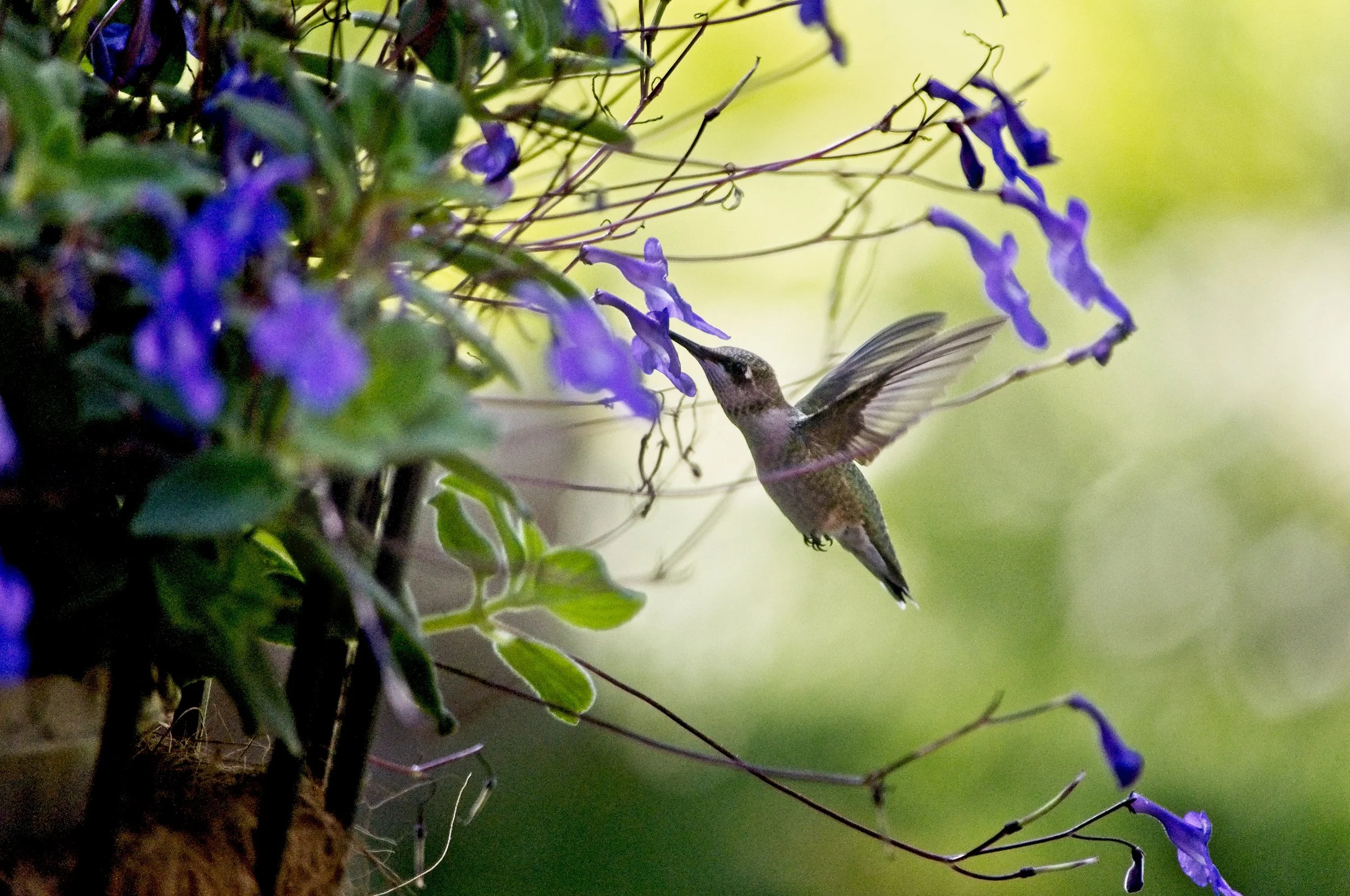 Humming Bird 4  _DSC3159.jpg