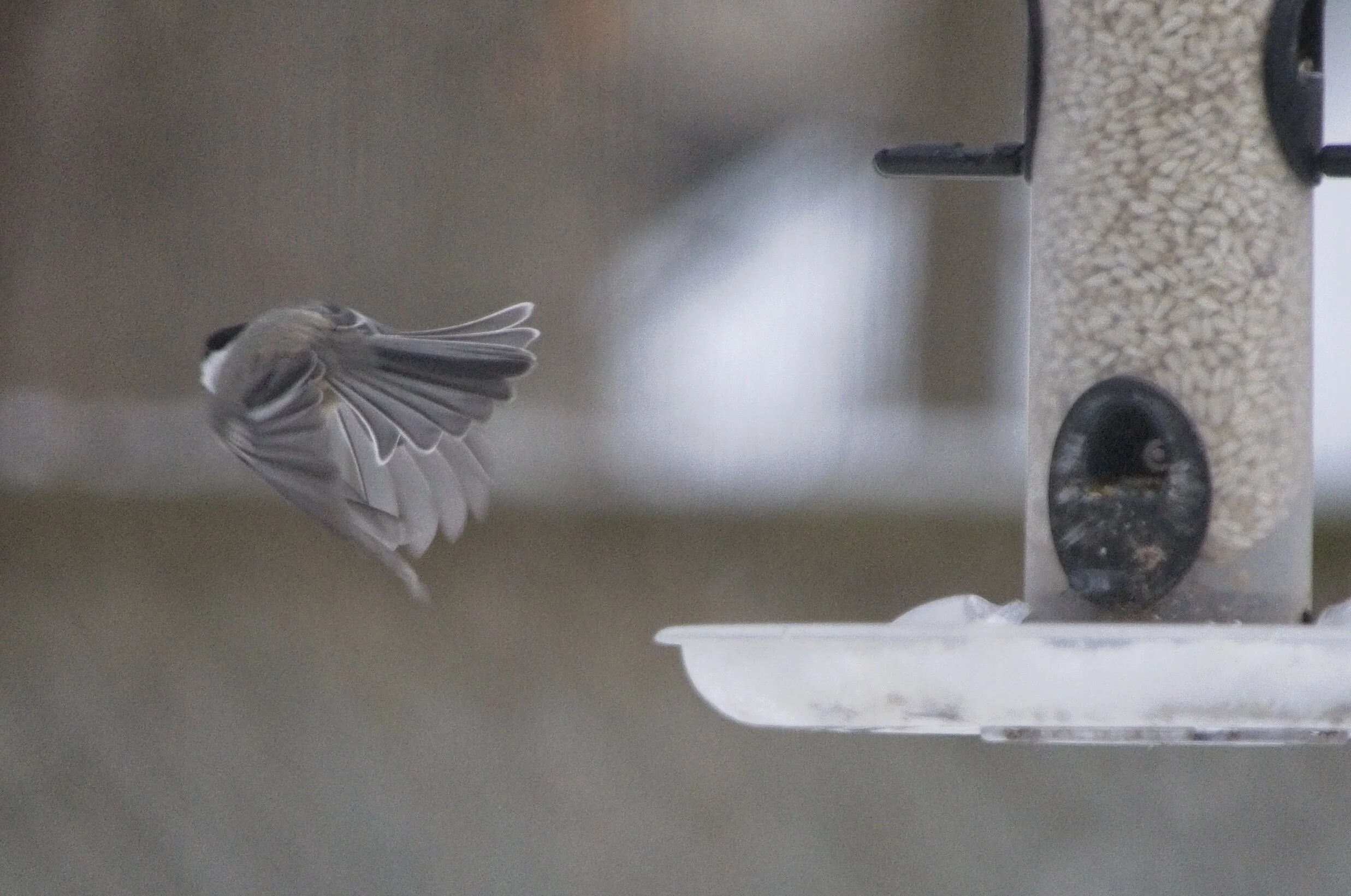 Chickadee Takeoff .jpg