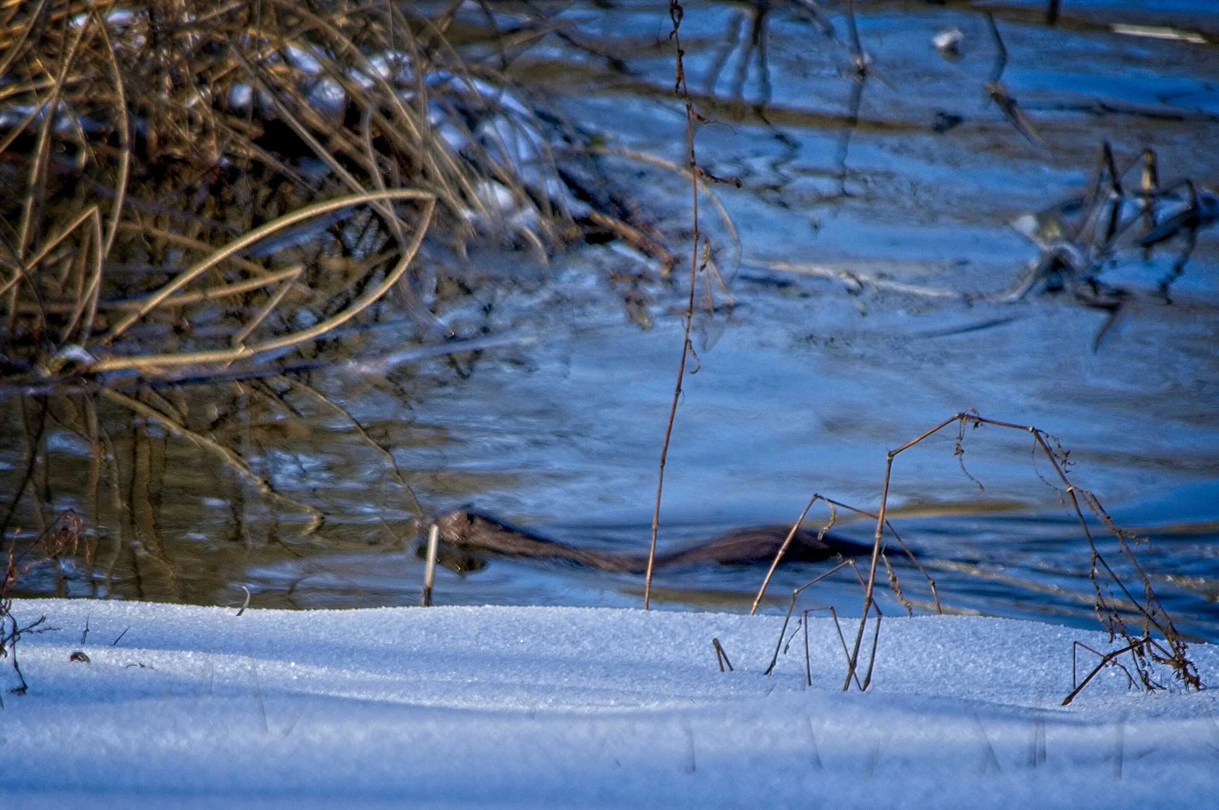 Beaver at West Montrose.jpg