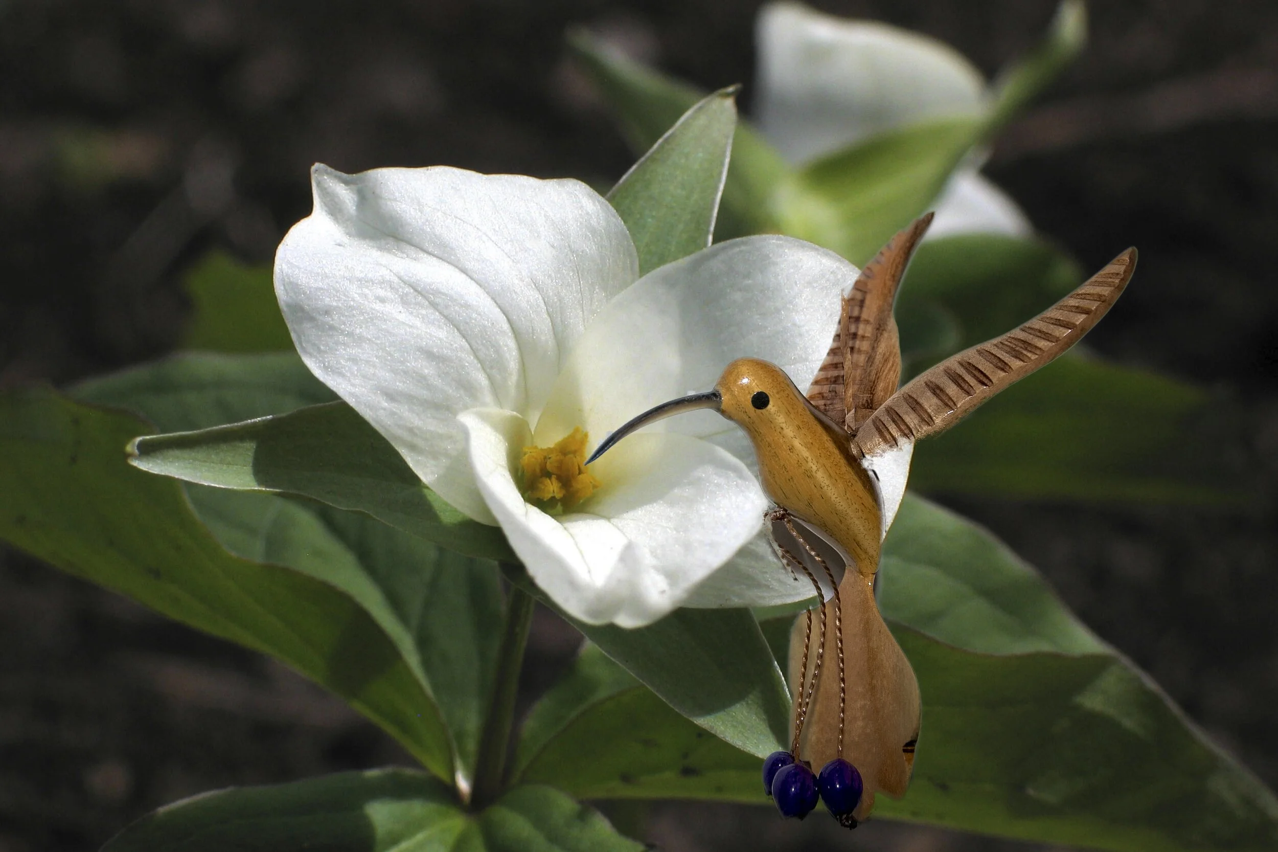 Humming Bird 3  on Trillium .jpg