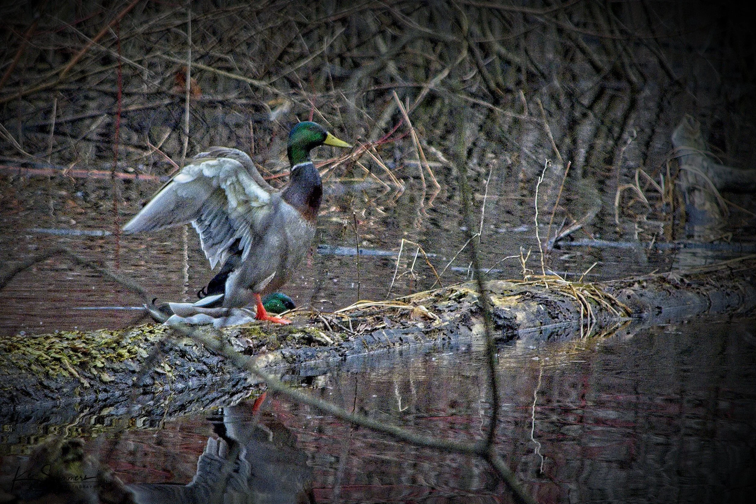 Shuh Bush Pond Mallards 5 _DSC4469.jpg