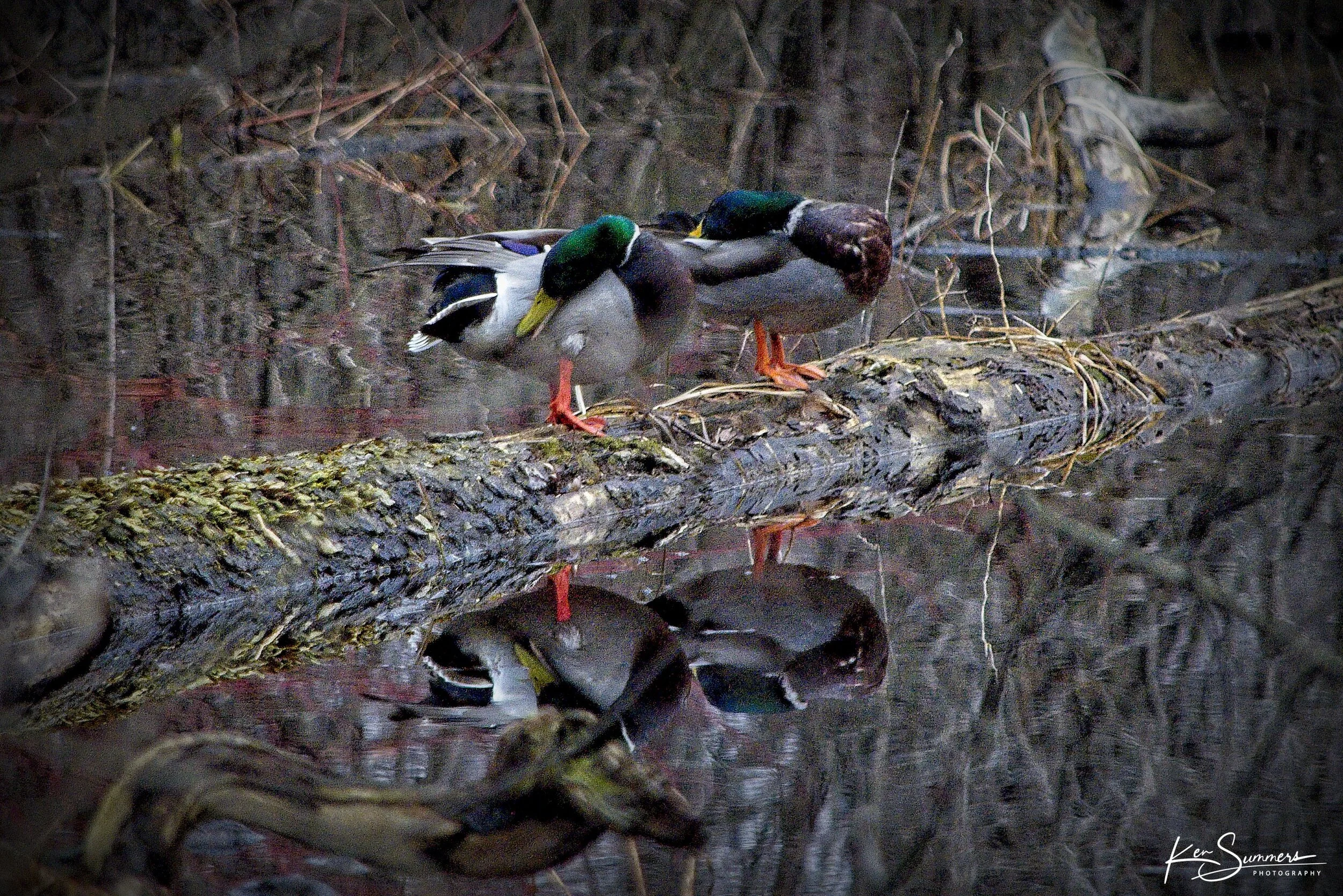 Shuh Bush Pond Mallards 4 _DSC4474.jpg