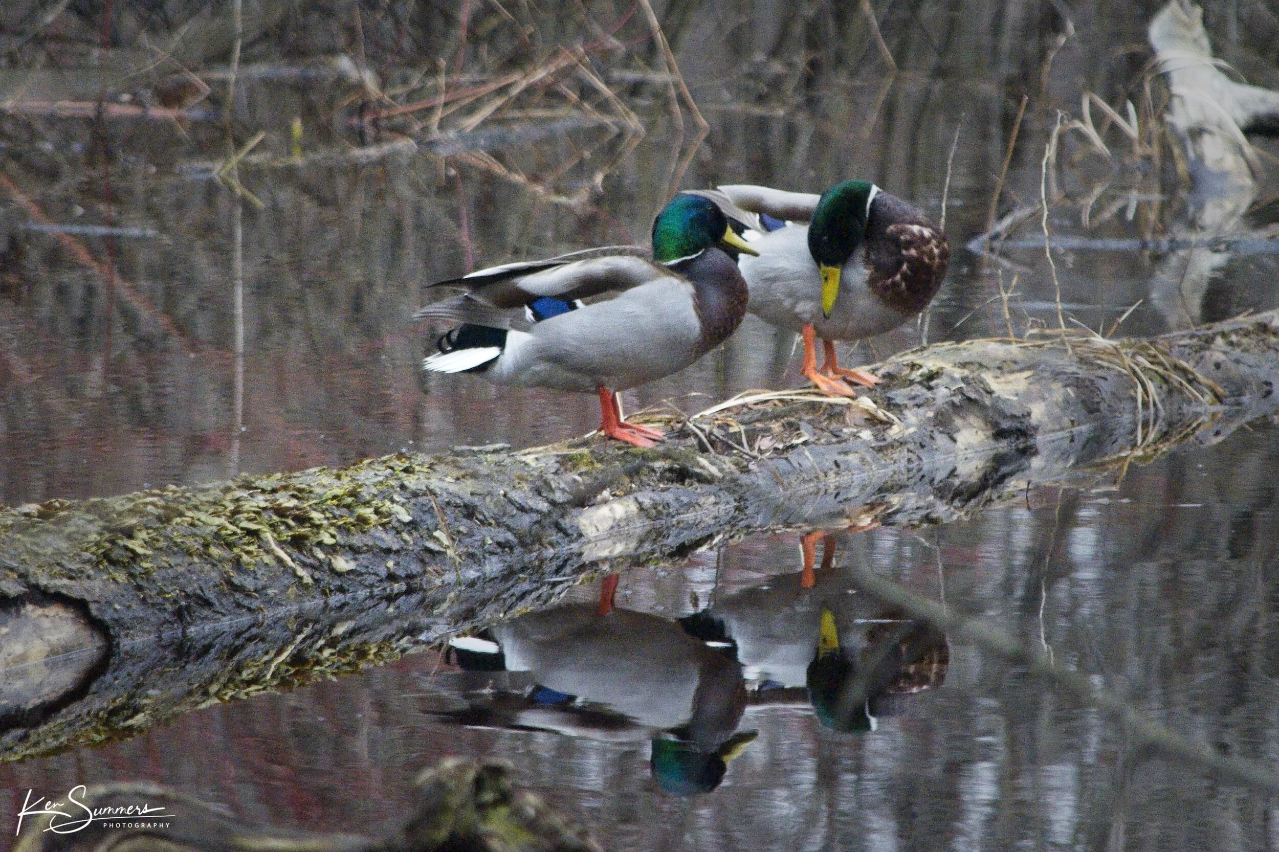 Shuh Bush Pond  Mallards 1 _DSC4479.jpg