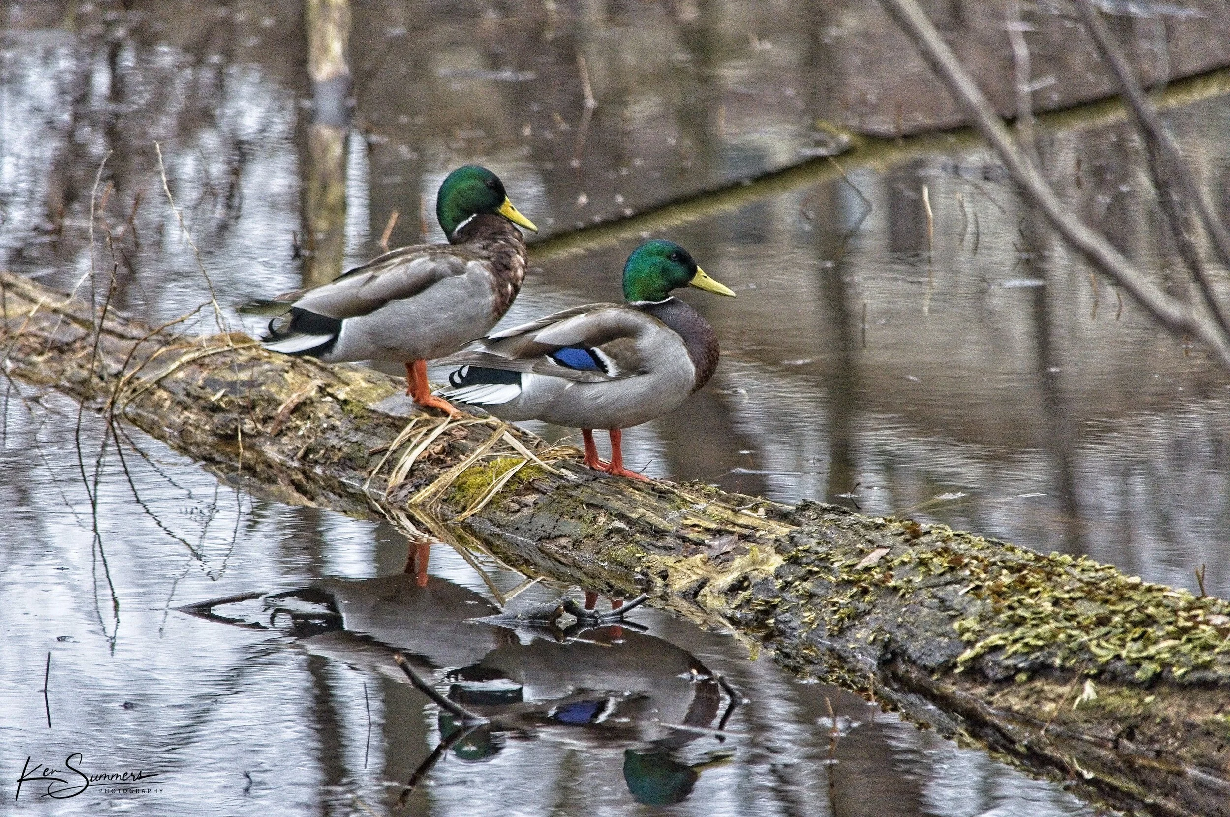 Shuh Bush Pond  Mallards 2 _DSC4498.jpg