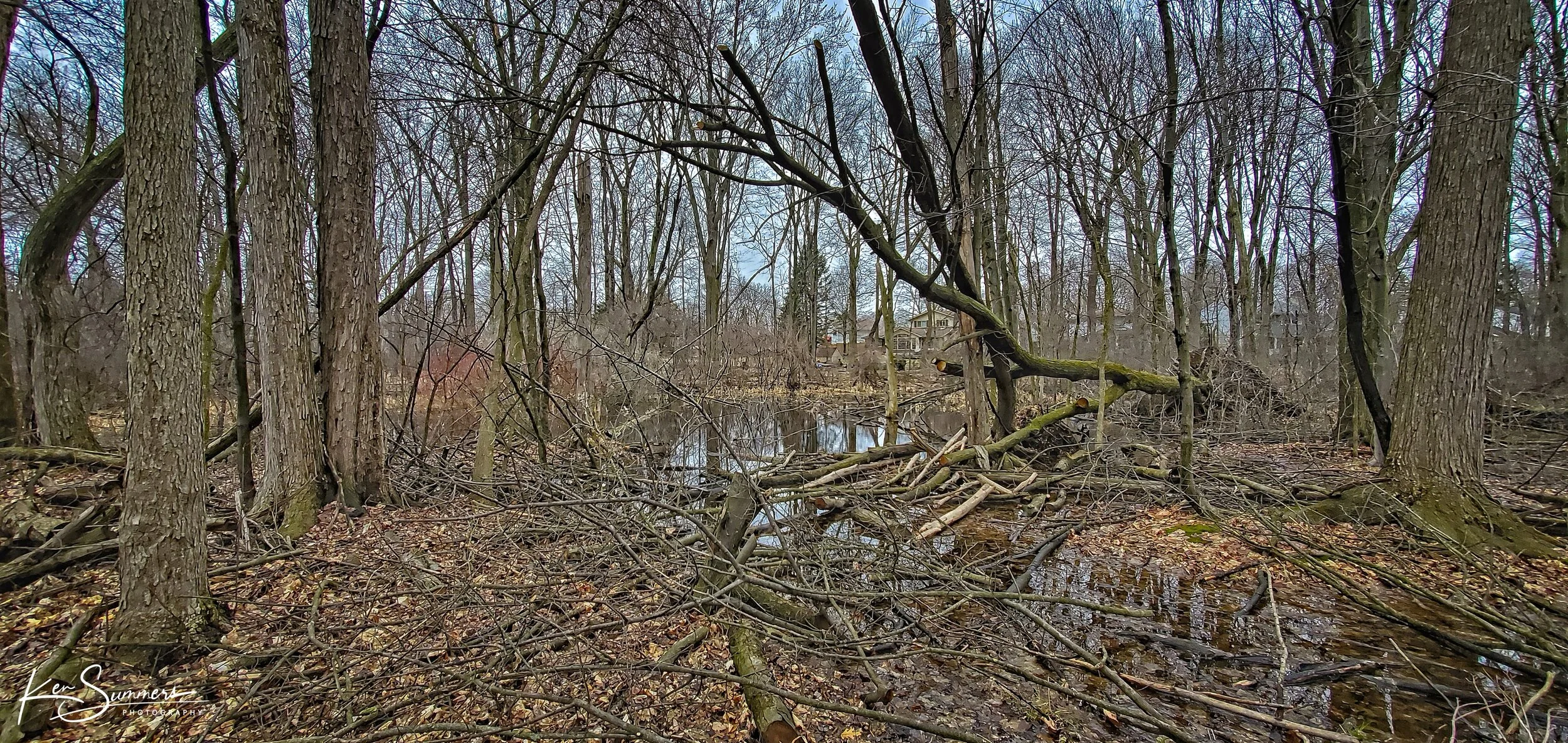 Shuh Bush Pond 20200328_155924.jpg