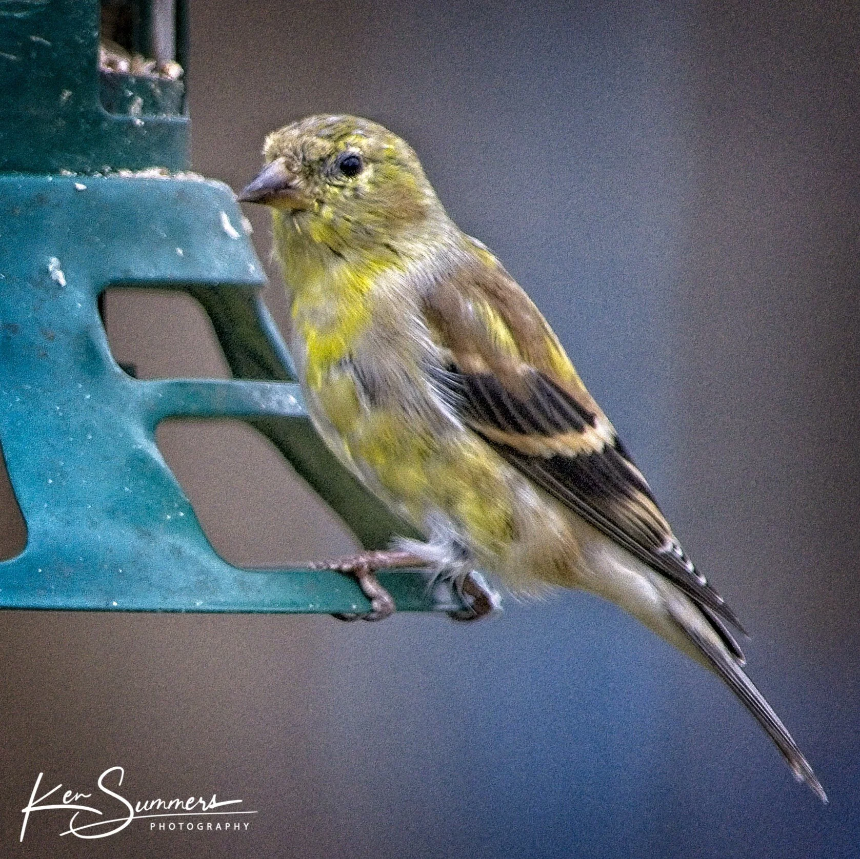 Yellow Finches 12 _DSC4840.jpg