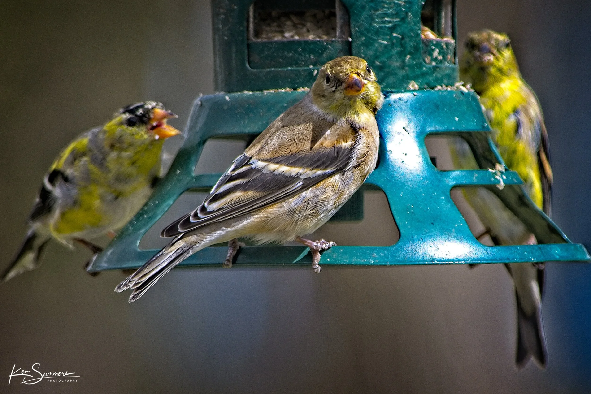 Yellow Finches Three  7 _DSC4809.jpg