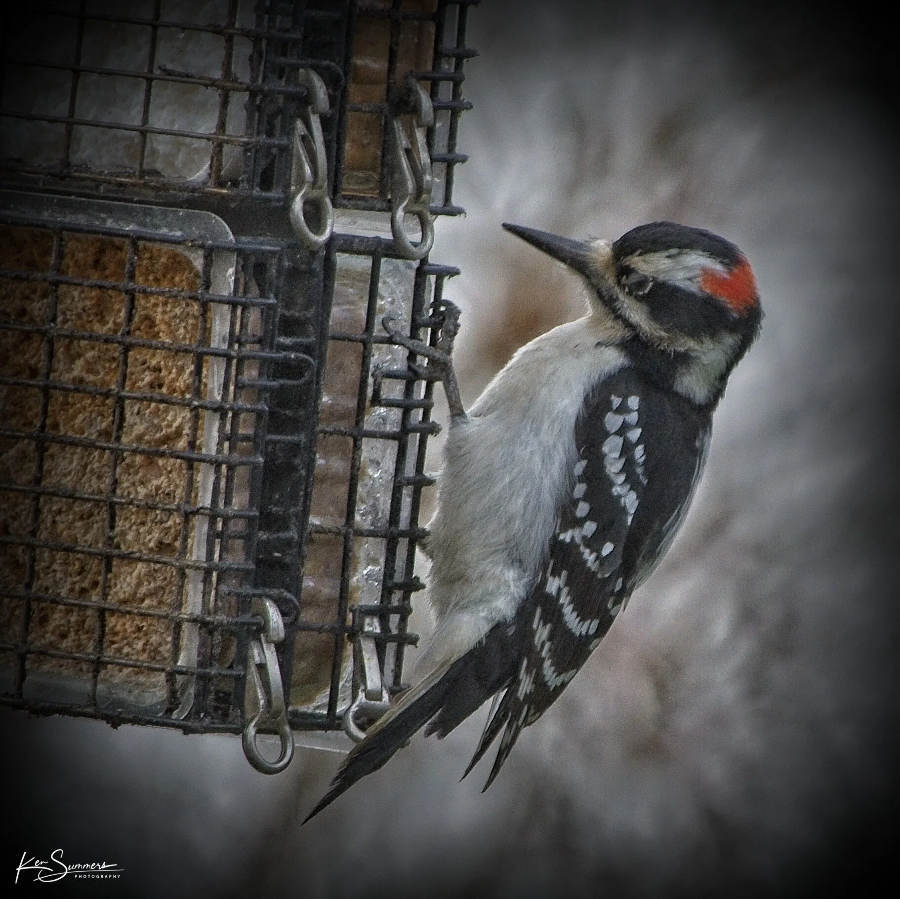 Downey Woodpecker  2 _DSC4958.jpg