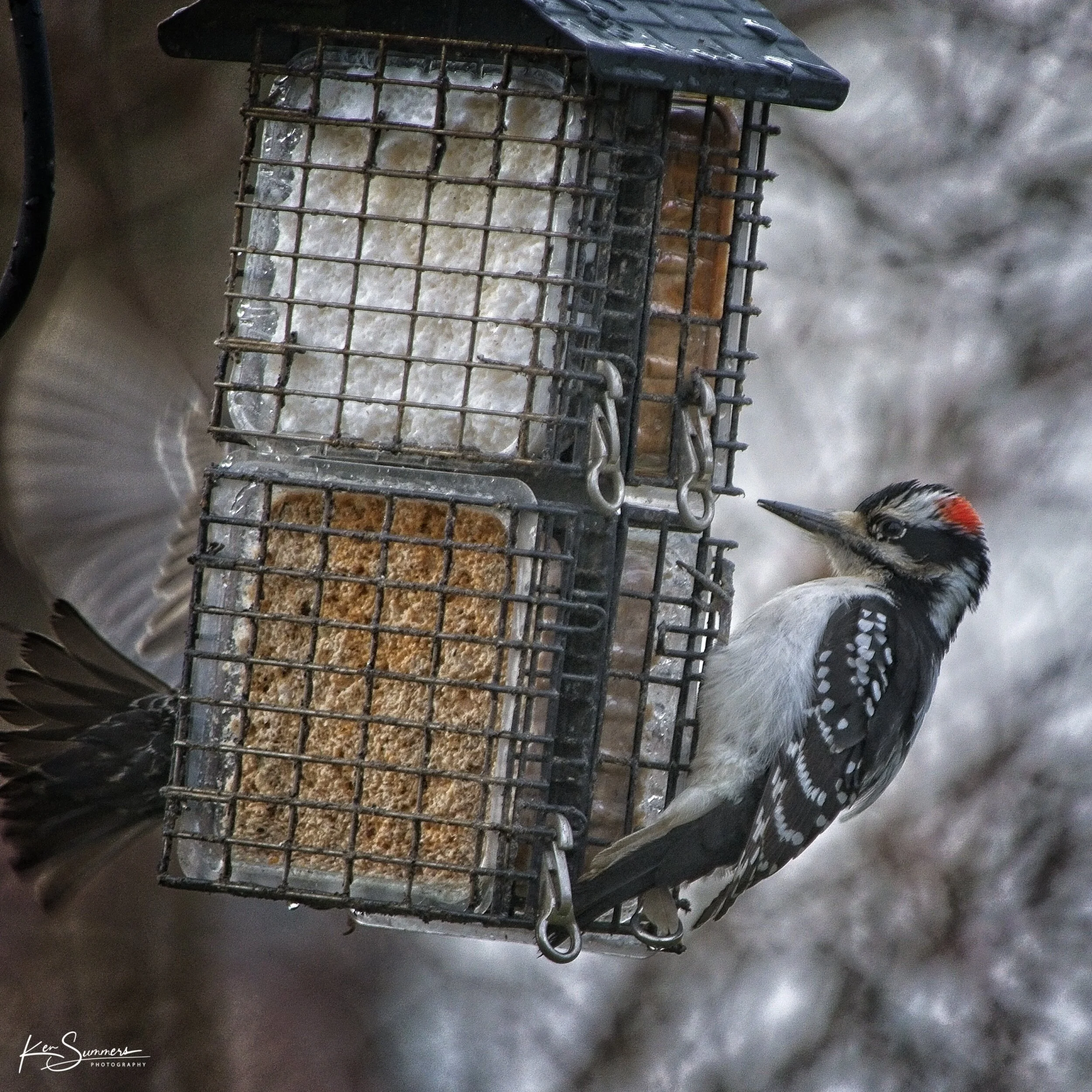 Downey Woodpecker and friends 1 _DSC4956.jpg