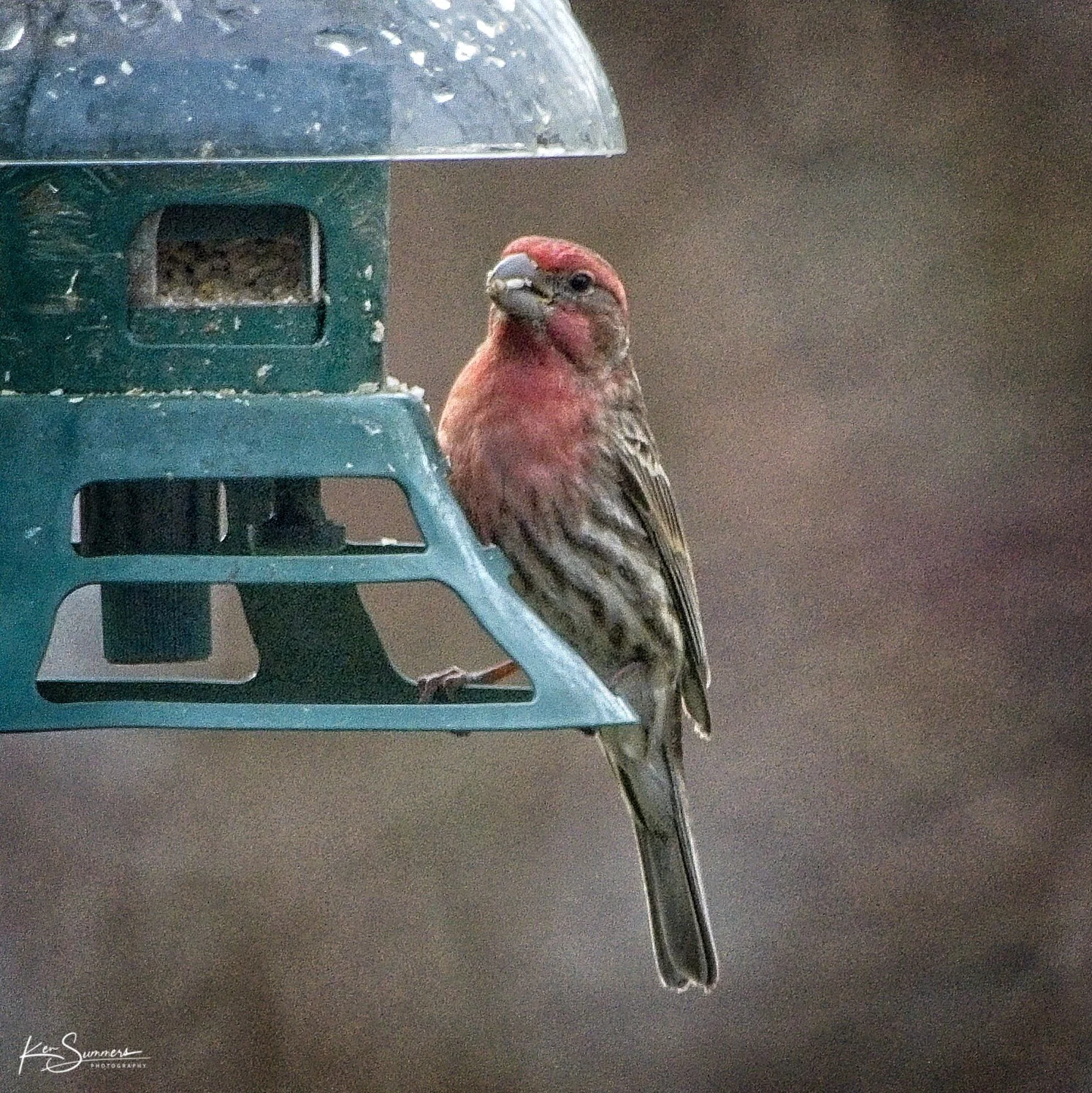 Rosy Finch 3 _DSC4941.jpg