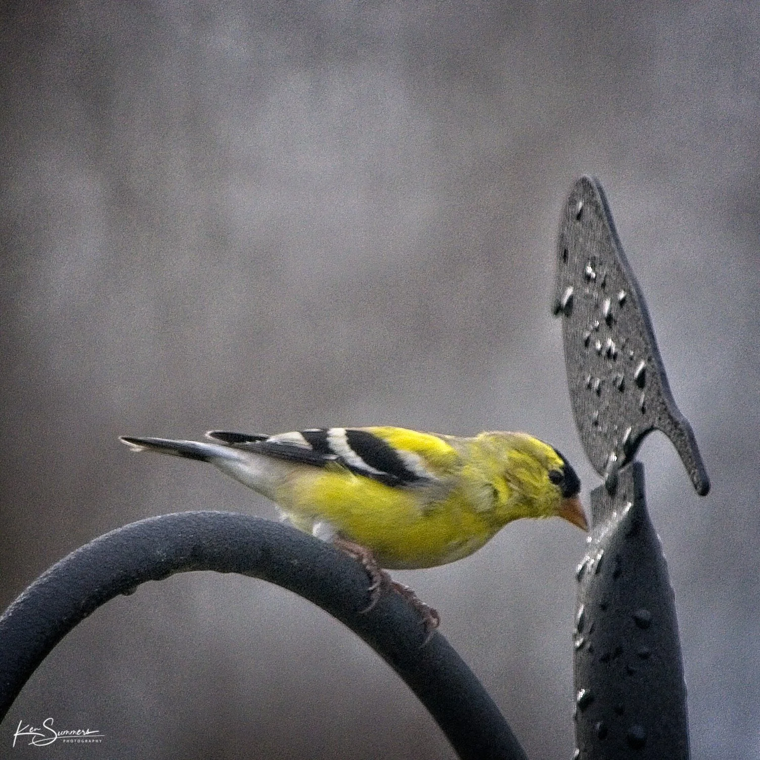 Gold Finch 4  _DSC4938.jpg