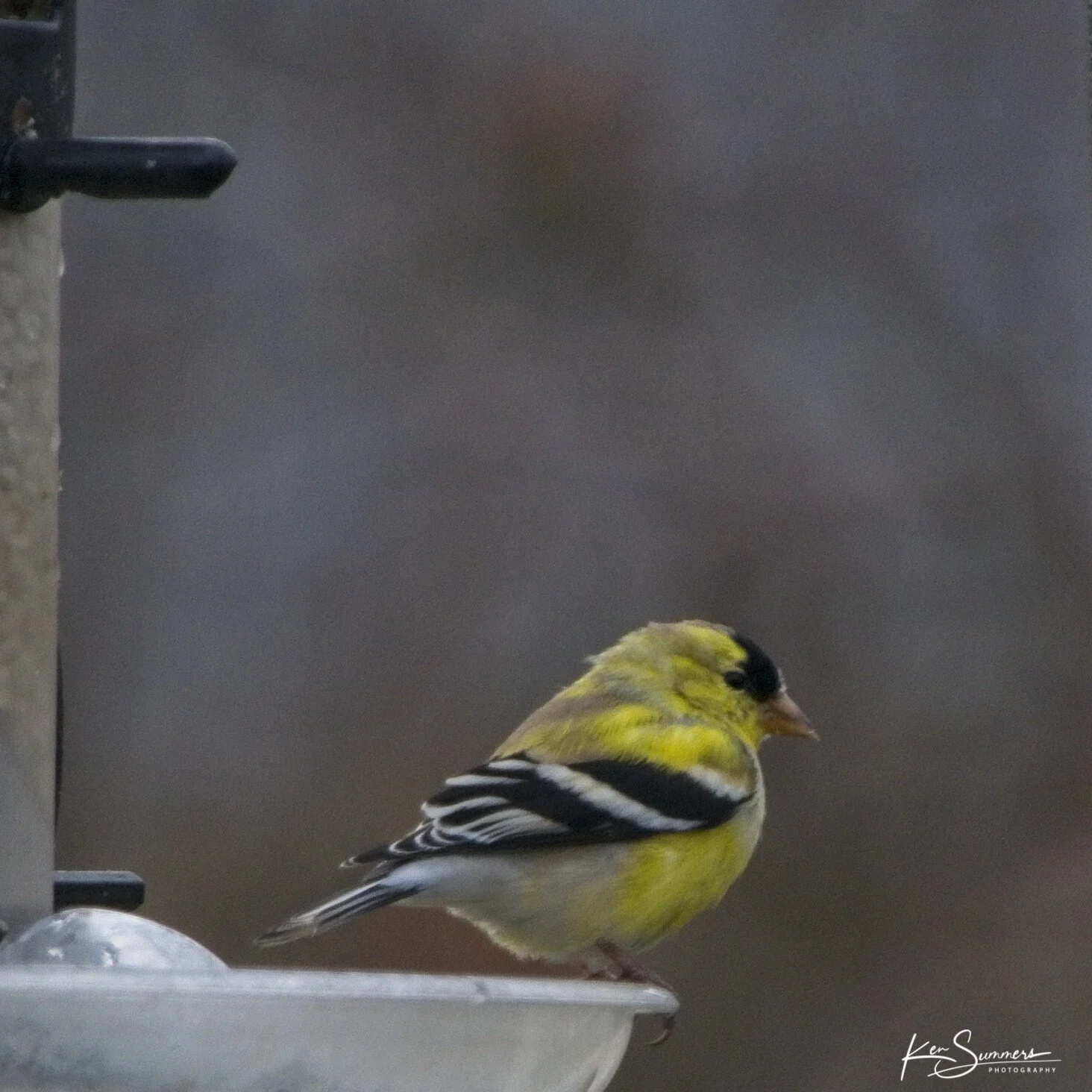 Gold Finch 3   _DSC4929.jpg