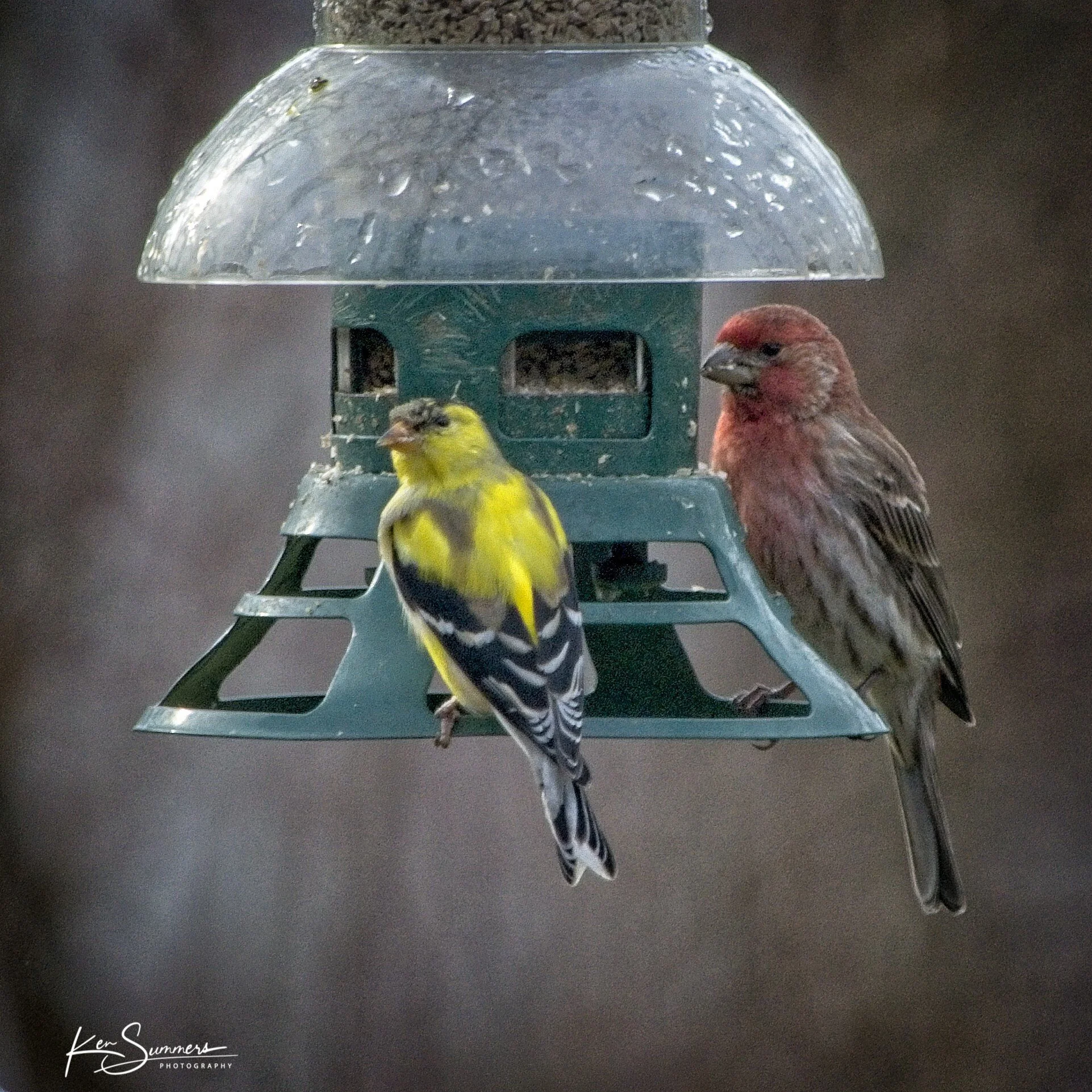 Gold Finch and Rosy 1  _DSC4920.jpg