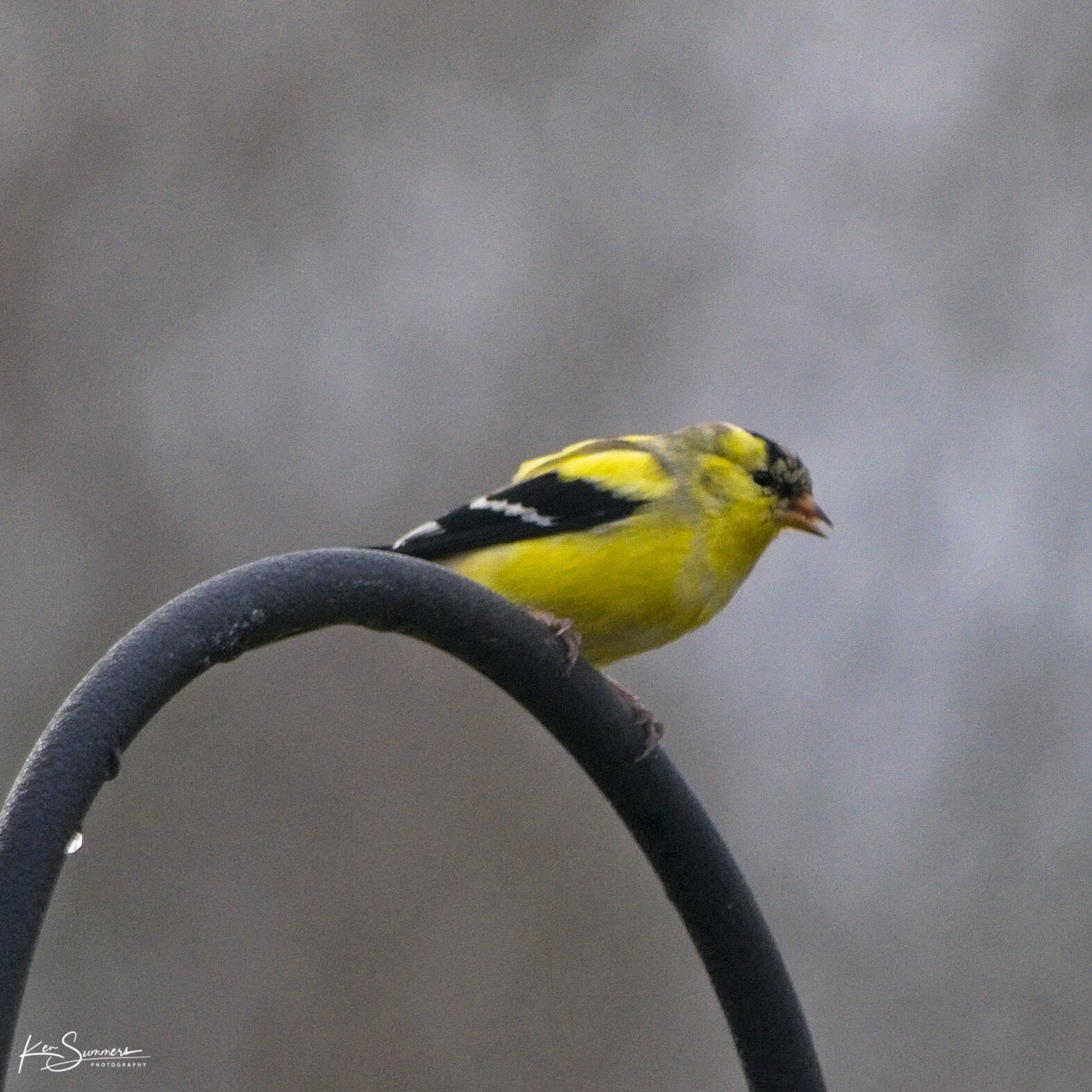 Gold Finch 2 _DSC4914.jpg